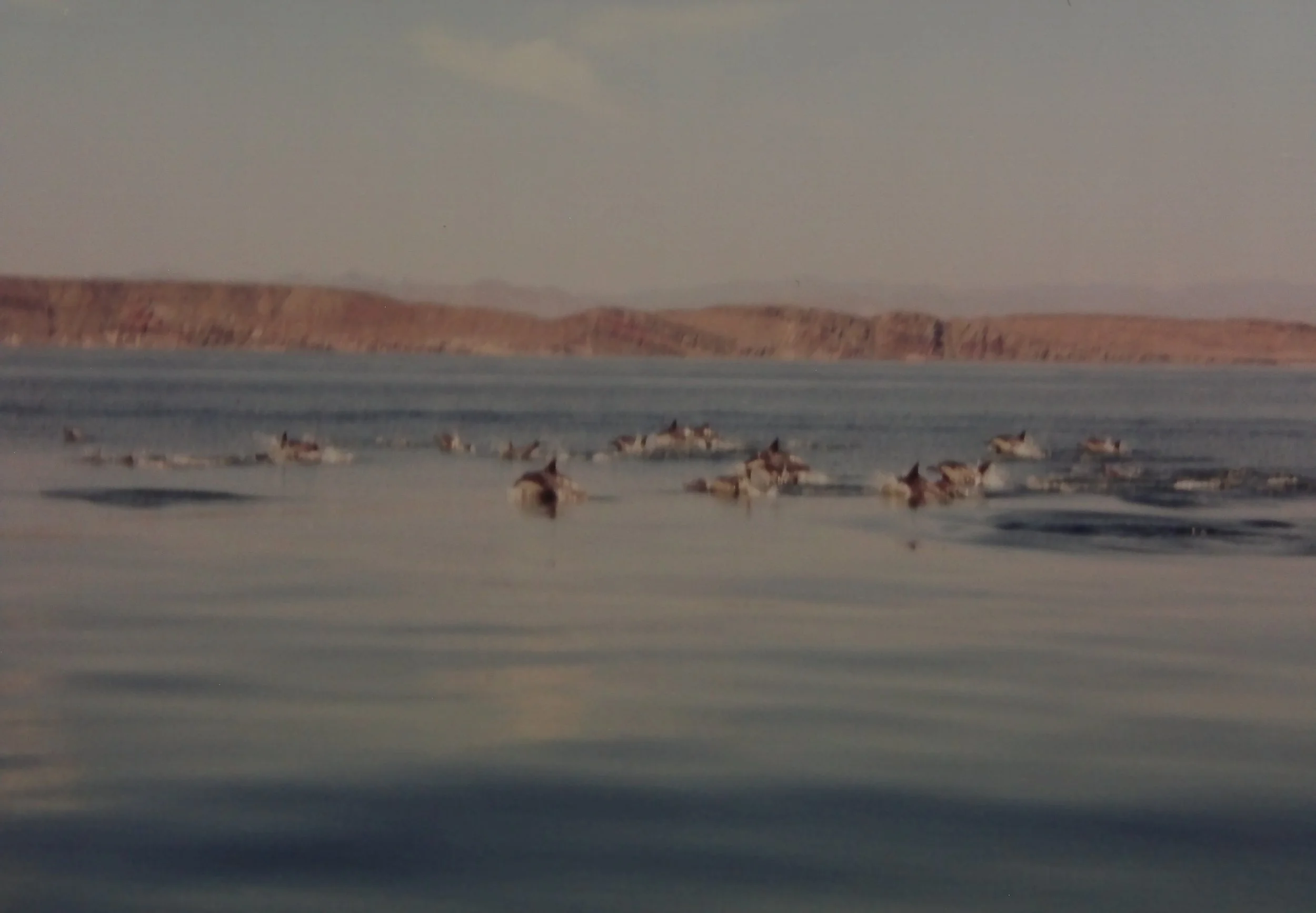 dolphins everywhere, in the sea 01.JPG