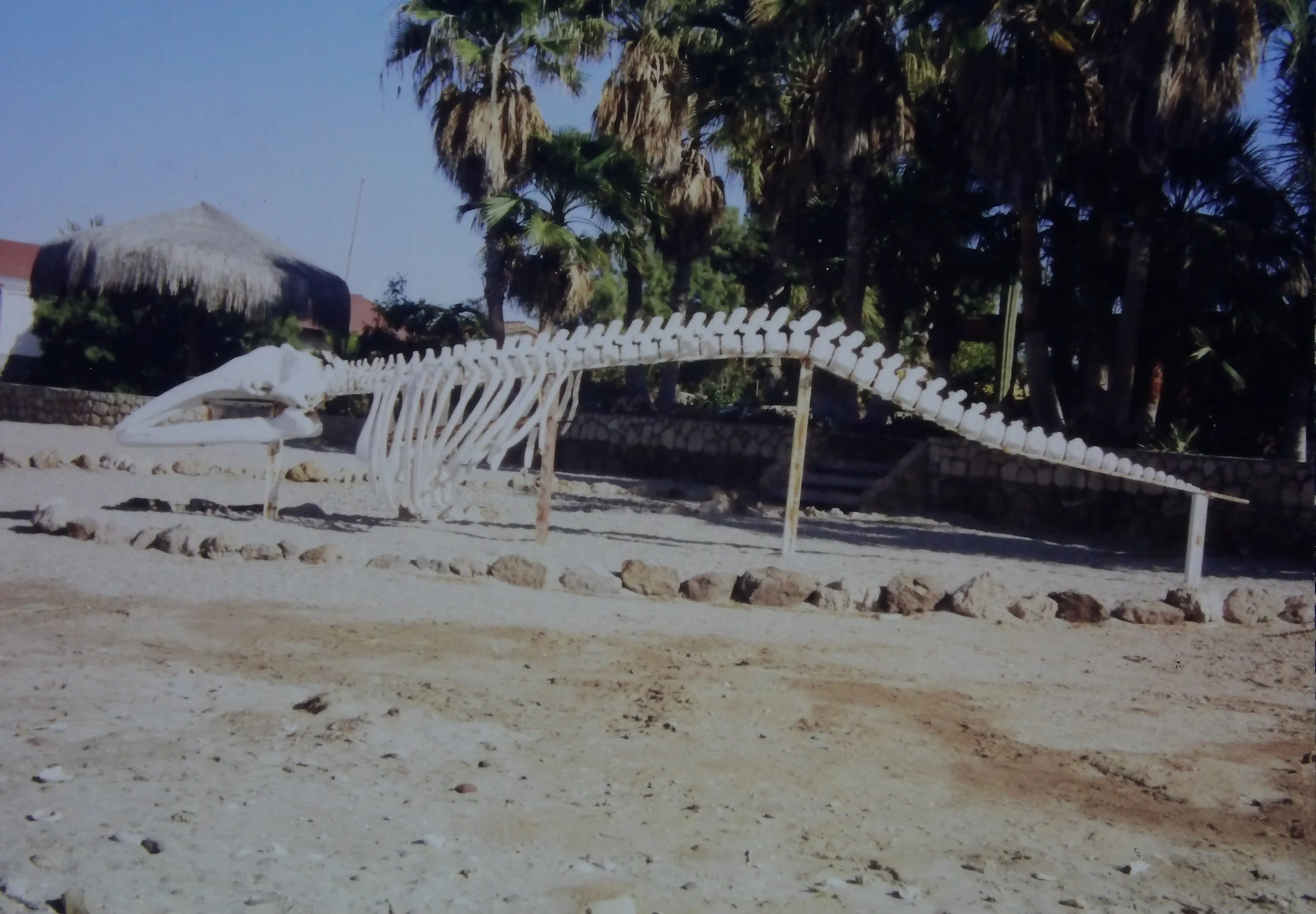 4.01 Whale Bones in Baja.JPG