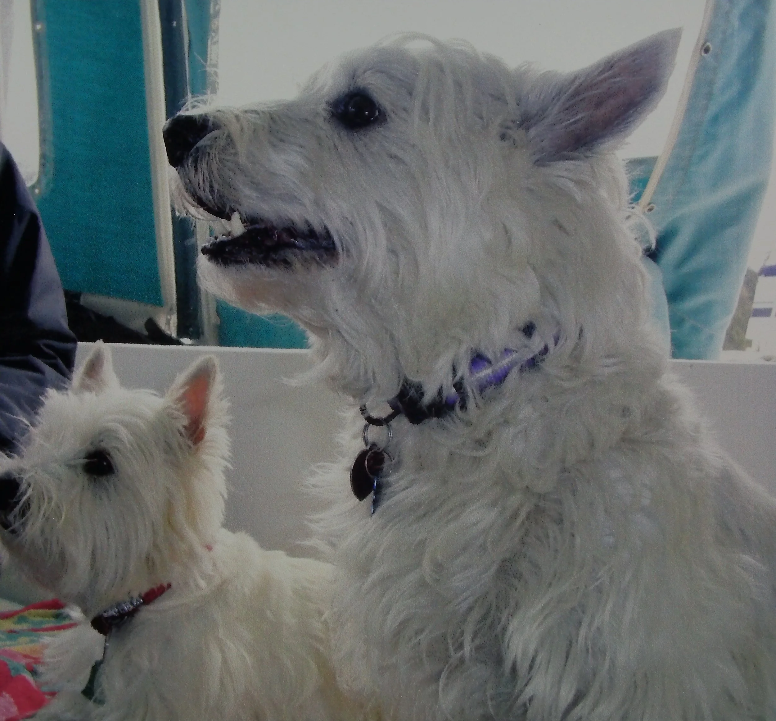 Maggie and Seager, 4 years later in 2005, in WA