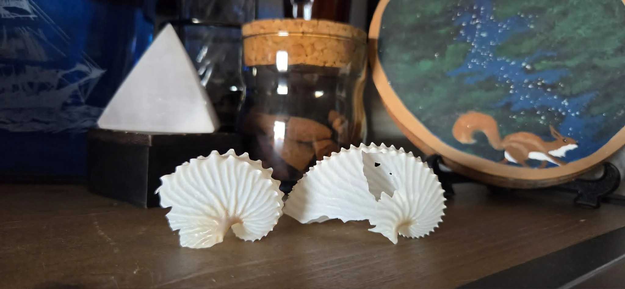 No way to know if these are the same two nautilus shells, but I just so happen to have exactly two...