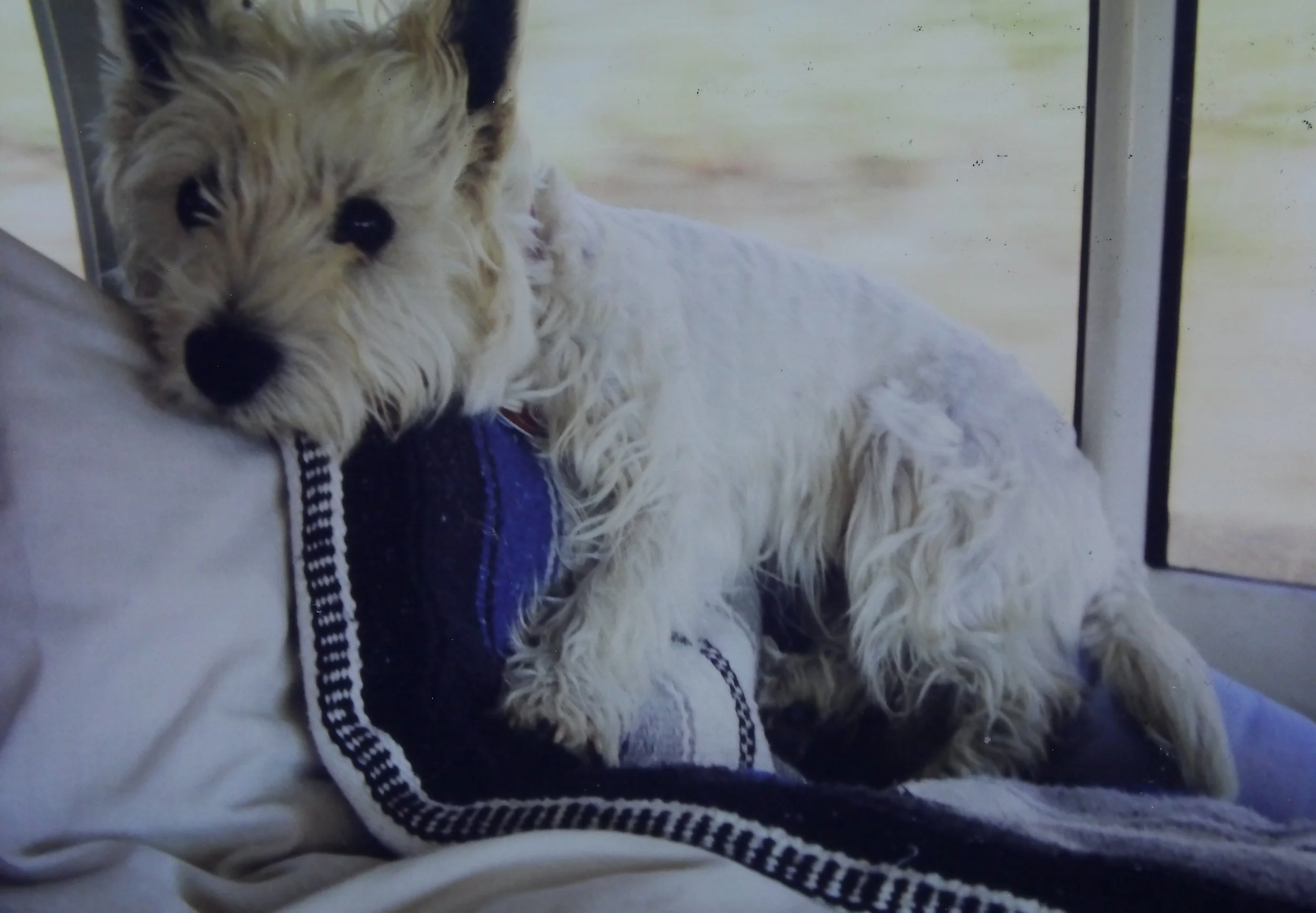Seager, being a good boy on our final ride back to the States from the Wandrin' Star.