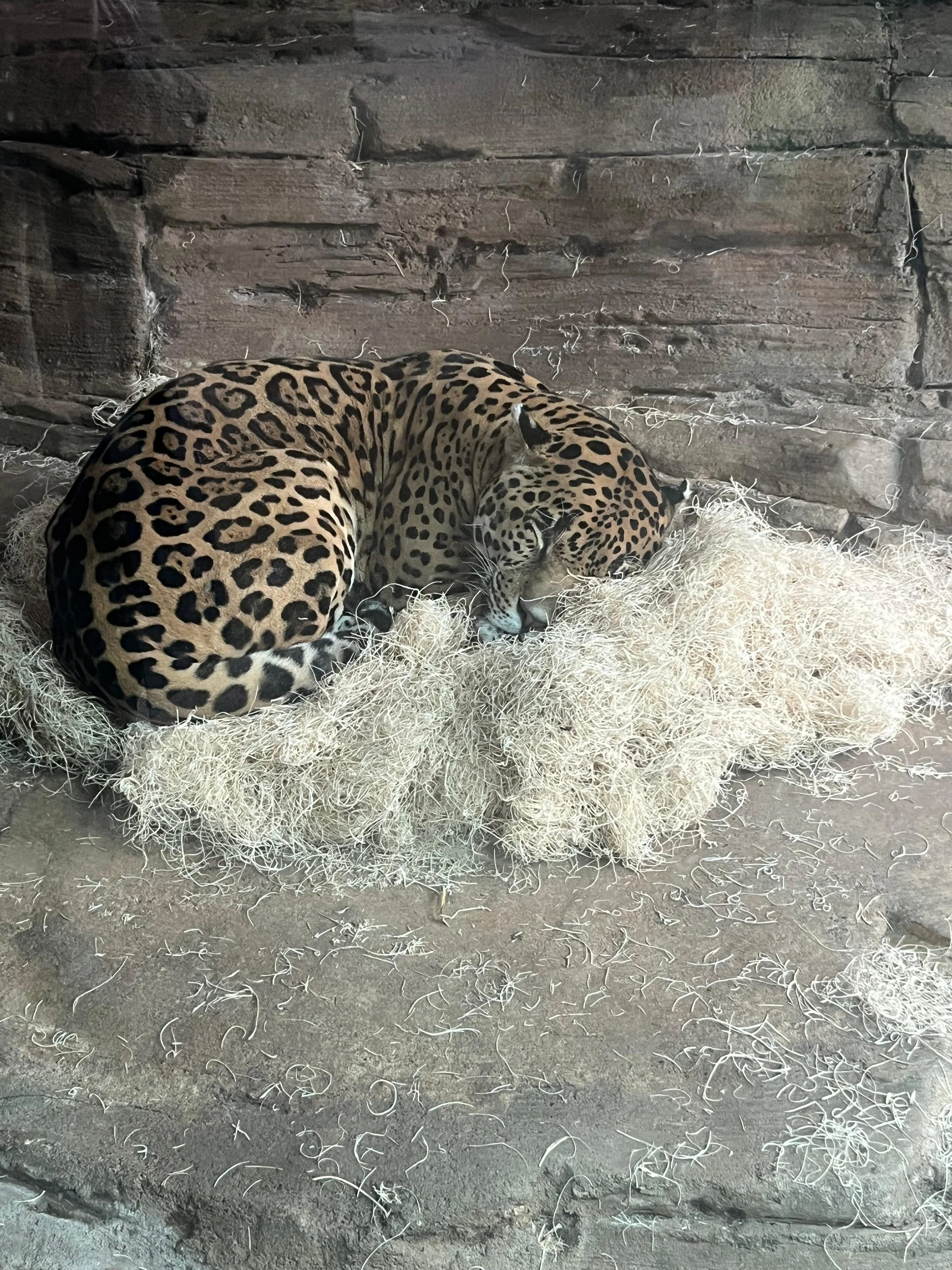 Issue 40: The Beautiful Chaos