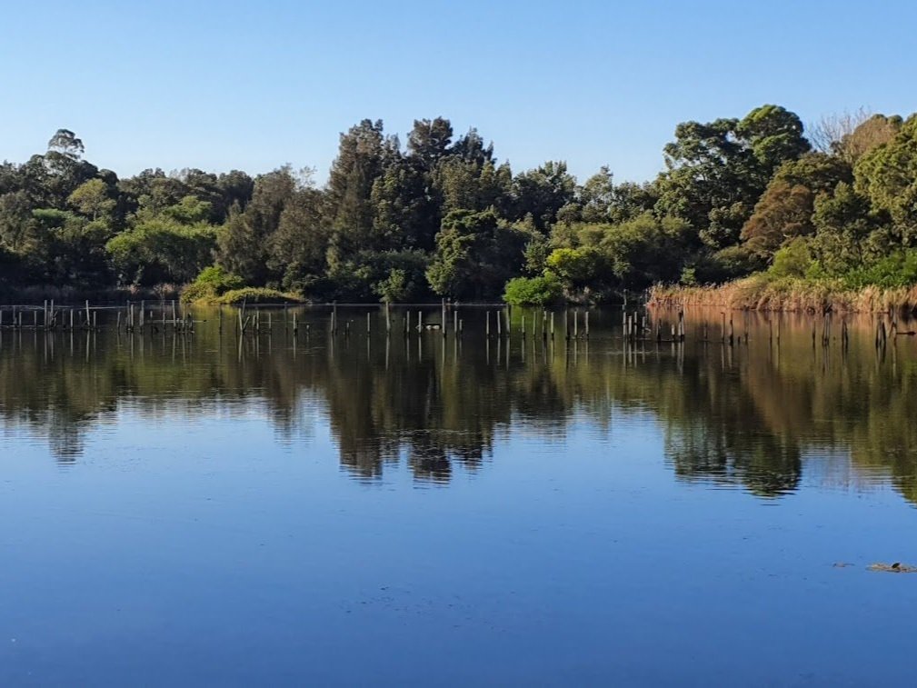 Urban Rewilding: Nature - based solutions for resilience and regeneration