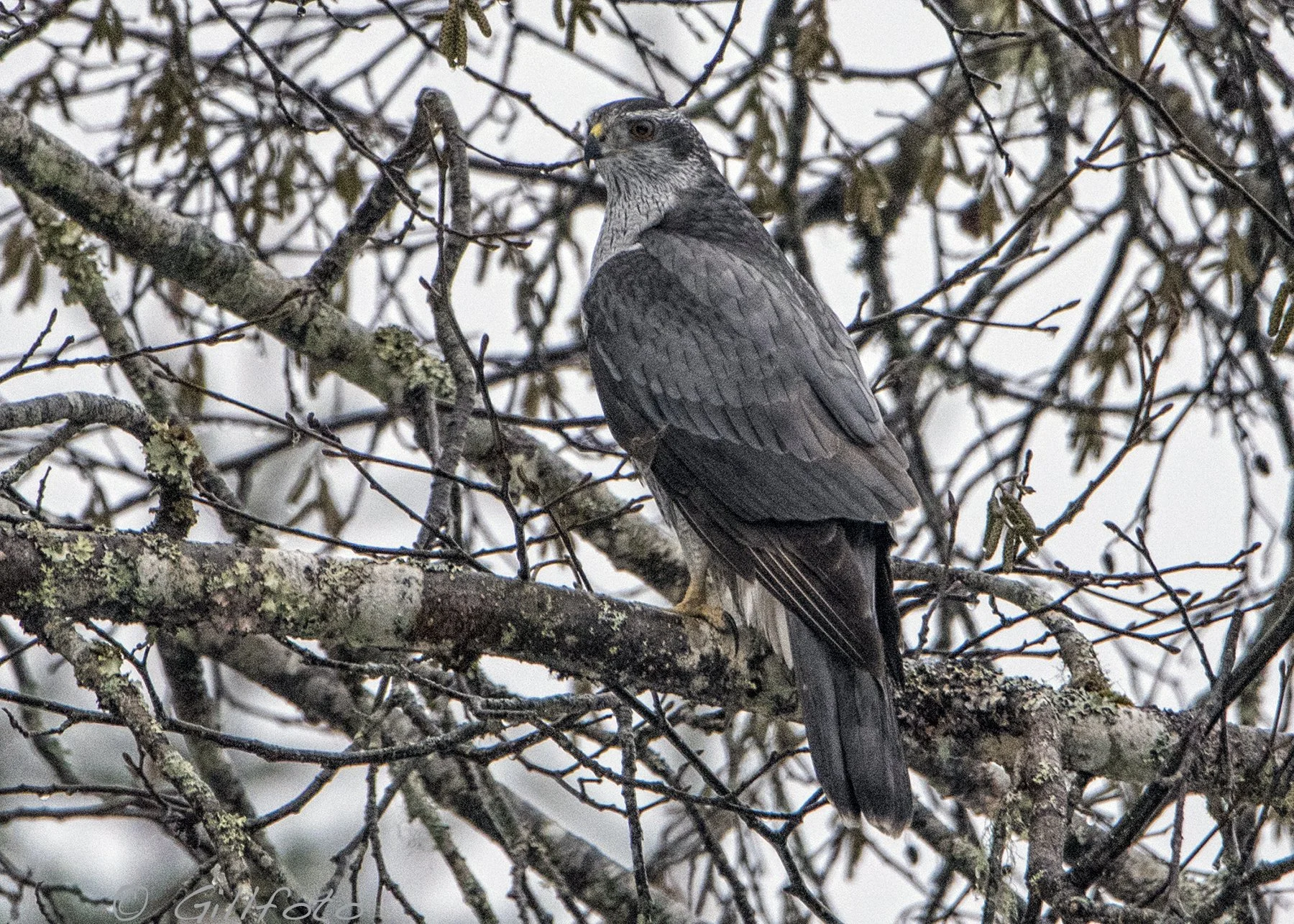 Geide Hawk Protecting and Managing Haida Gwaii Goshawk — Taan Forest