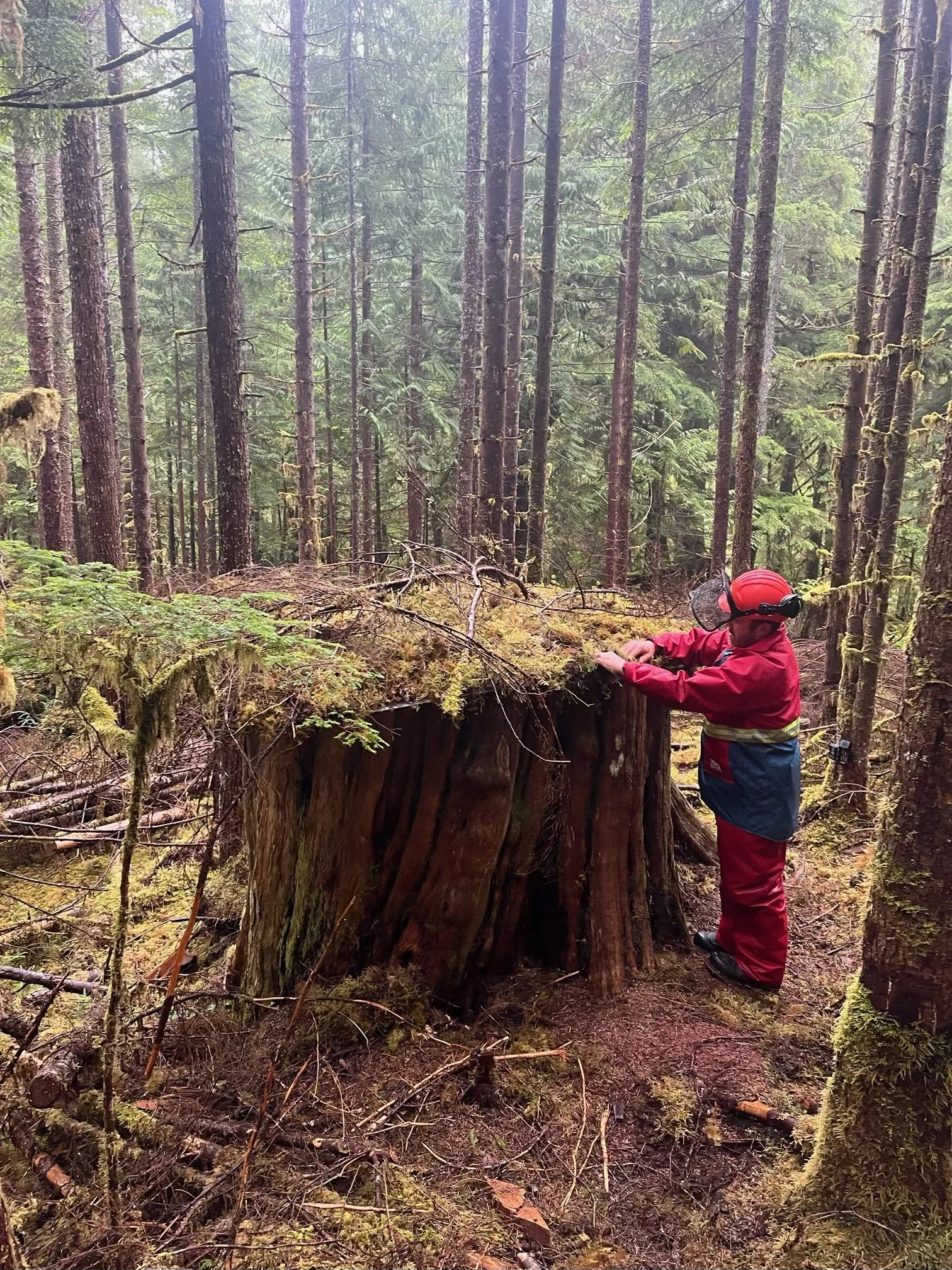 Streamside habitat Restoration