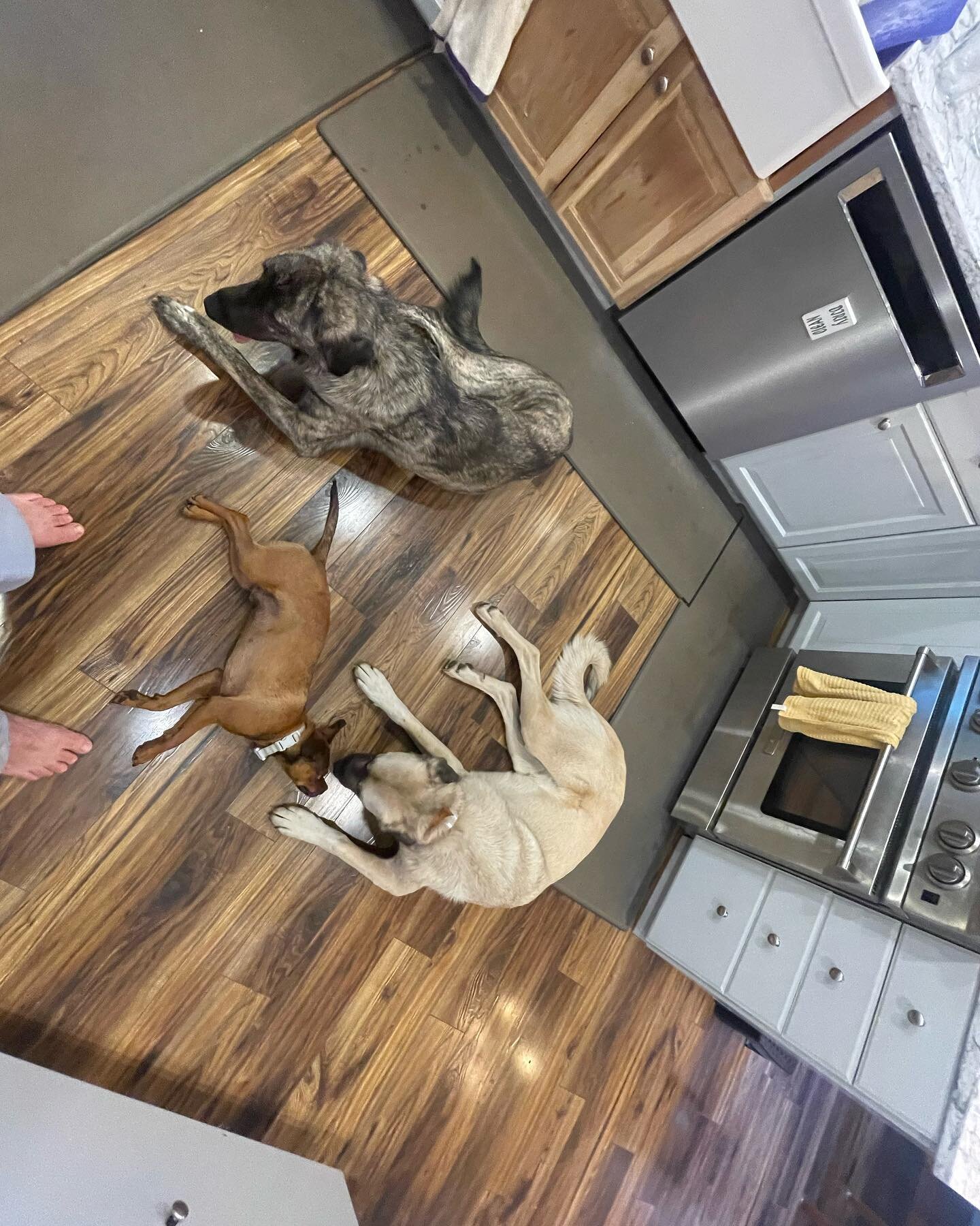 If you can&rsquo;t take the heat outside, come in the house and lay on the floor in my kitchen! Hot dogs enjoying some rare indoor time. Wow, they make my stove and dishwasher look tiny in comparison. Luna, Shadow, and Peanut ❤️
.
.
.
#dogdaysofsumme