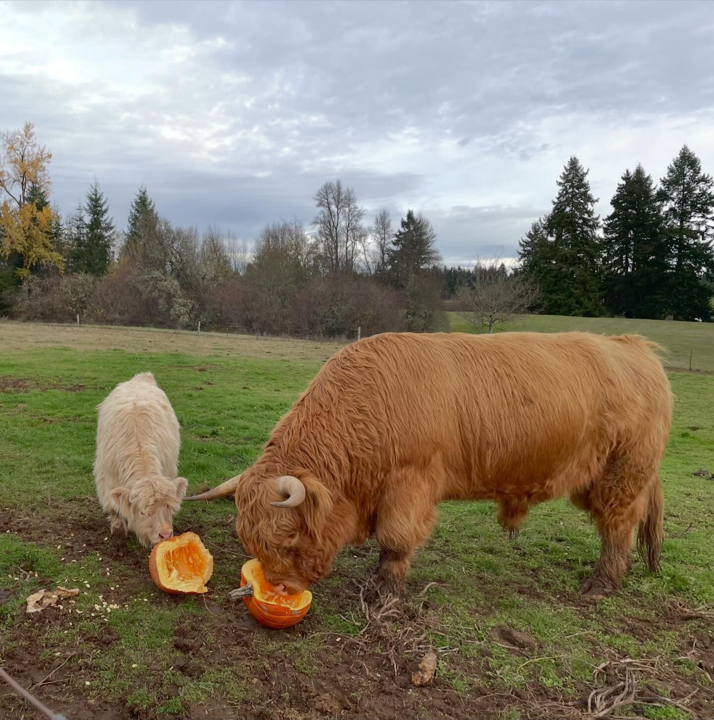 Judgement free post!
If you still have pumpkins, come recycle them here! Our cows, goats, and chickens love them! 

There&rsquo;s a map of the farm on the front porch of the farm store so you&rsquo;ll know where to go. 

We are open from noon-6pm eve