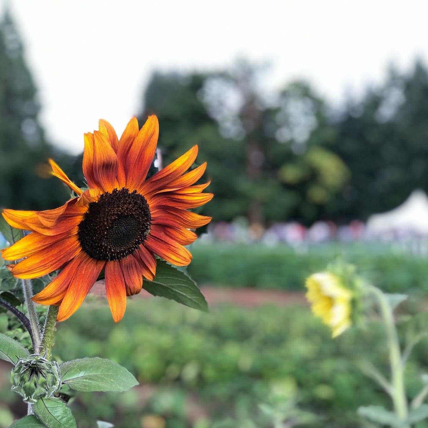 Hey there, nature lovers and event planners! 🌼

Are you on the lookout for a unique, serene, and absolutely picturesque venue for your upcoming summer event? Well, you might just be in the right place! Where we're more than just a farm; we're a have
