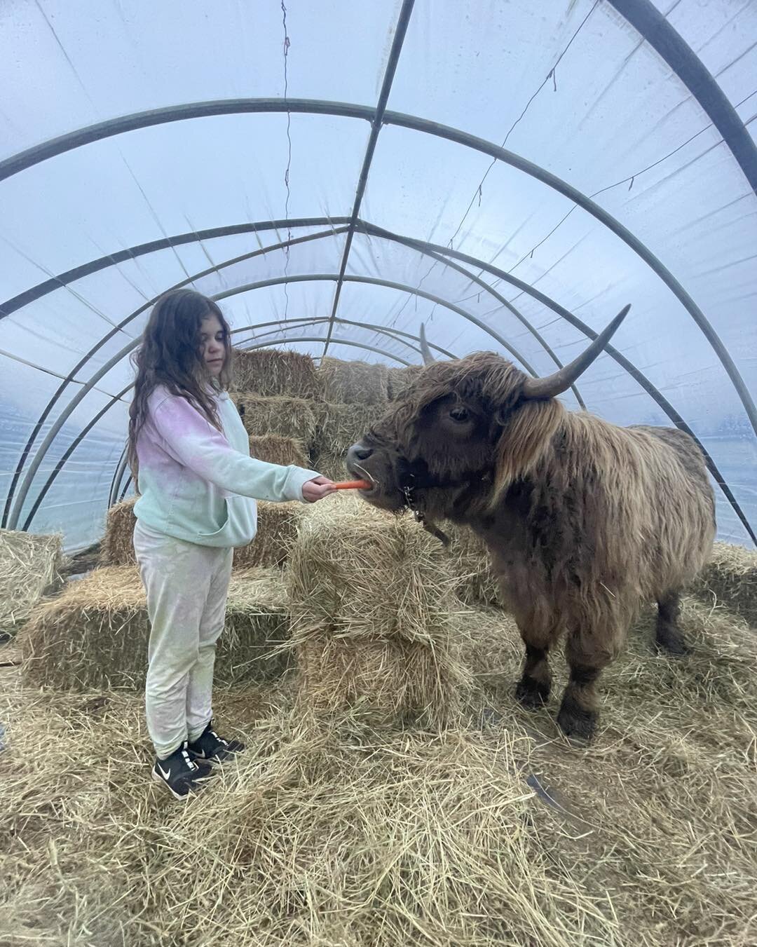 Did someone say Furry Photos??? Here&rsquo;s a sneak peek 👀 of what we have up our sleeve! Coco the young Scottish Highland Cow (well technically she&rsquo;s a heifer because she hasn&rsquo;t 
been a mama yet). Could you imagine having an experience