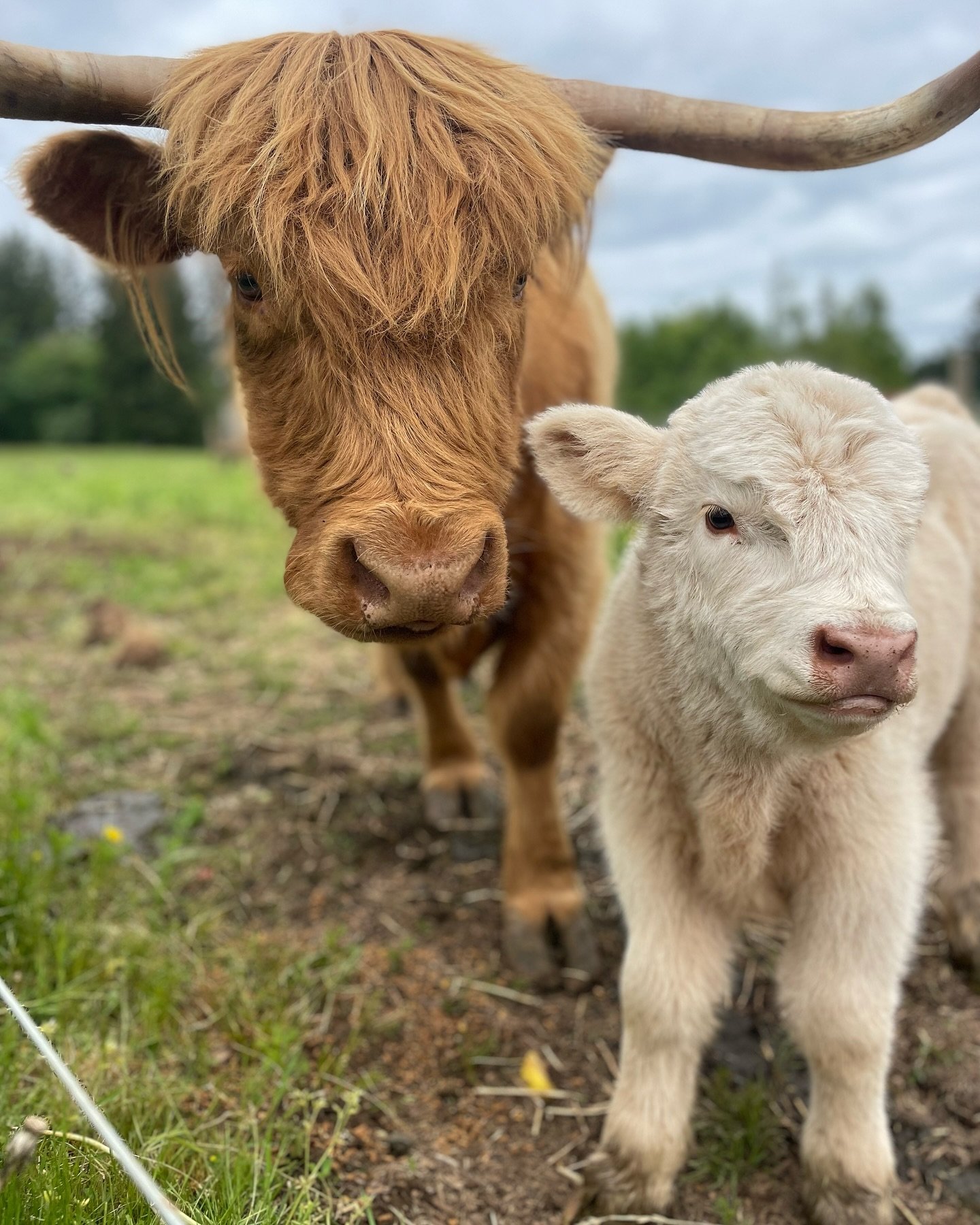 Cute baby alert! Come see Rosie&rsquo;s fifth calf! This beautiful baby bull will be here on the farm with mama until he is fully weaned. Be sure to come visit and say hi!

We are open 7 days a week from noon-6pm

Gather and Feast Farm 
2706 NE 369th