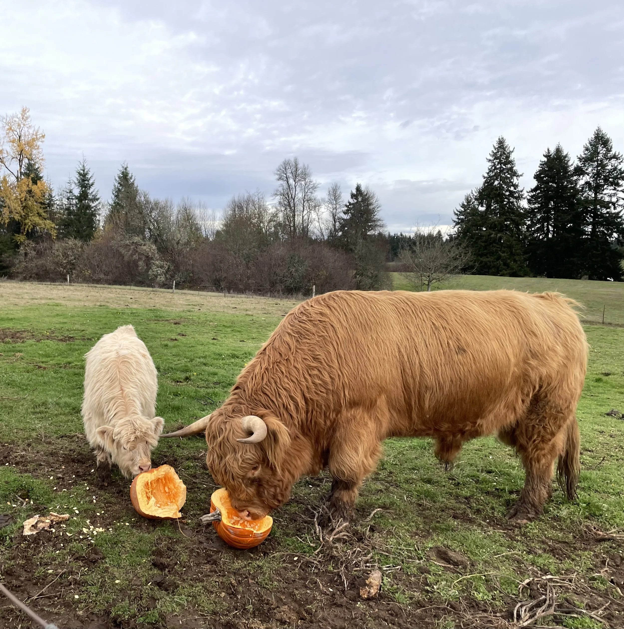 Cows and pumpkin patches
