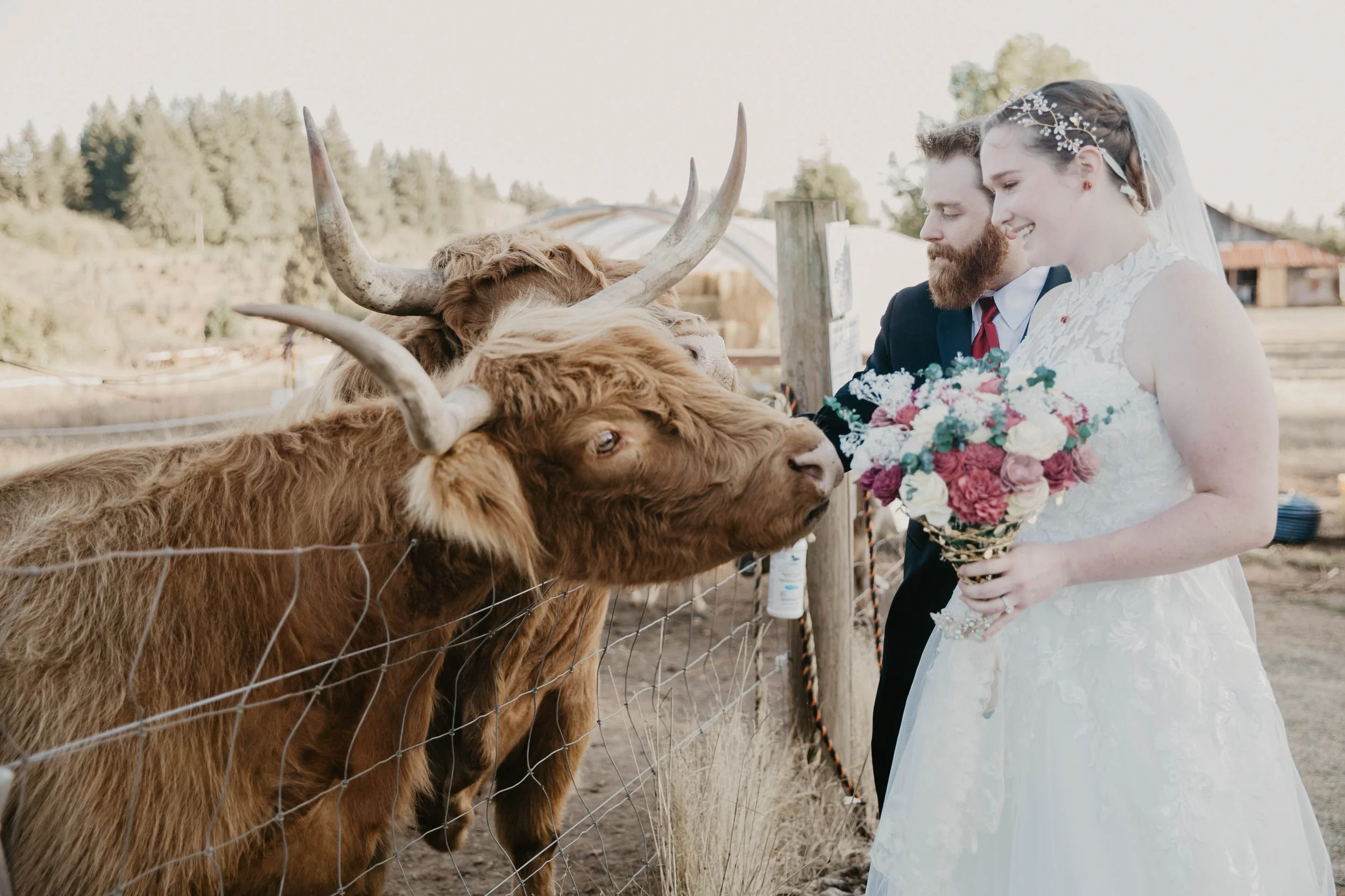 Scottish Highland Cow Wedding