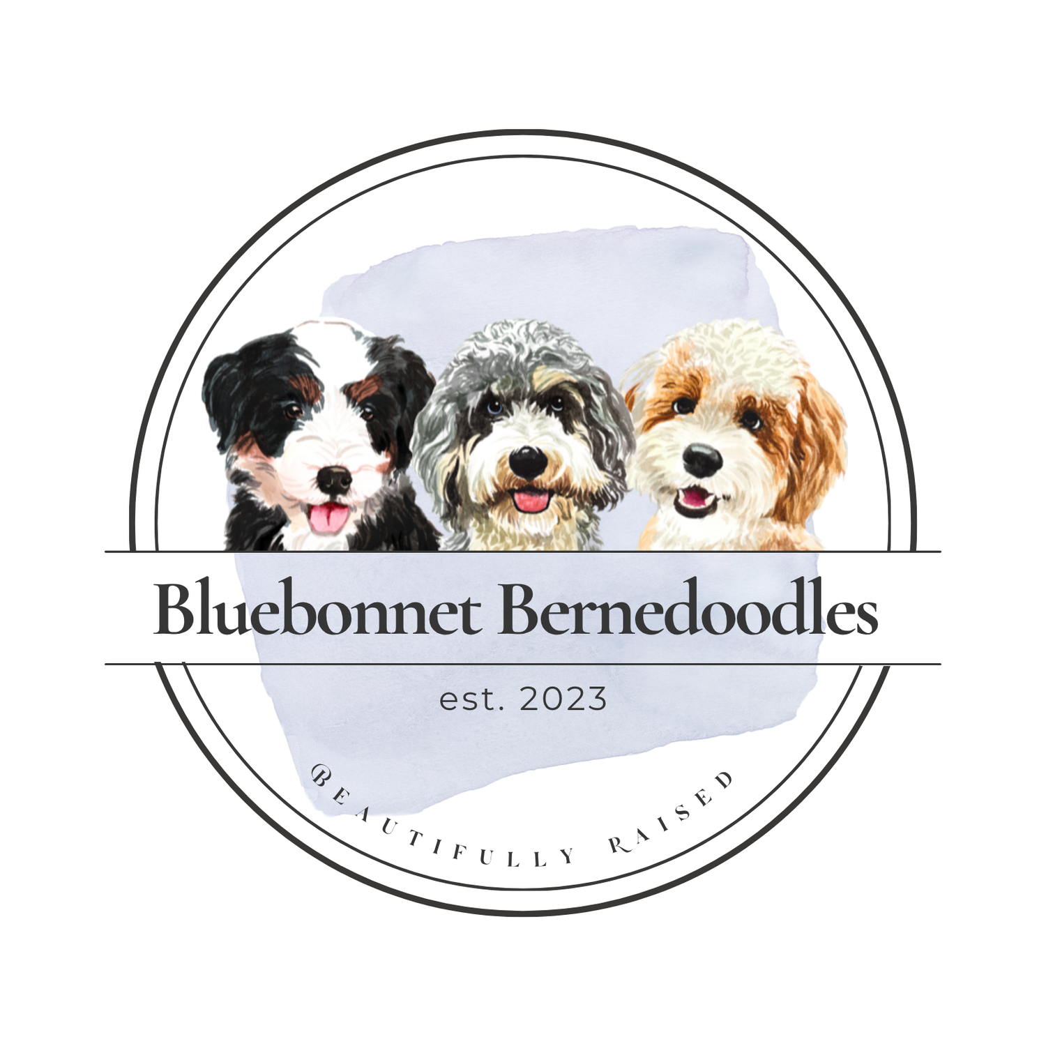 Bluebonnet Bernedoodles of Southeast TX