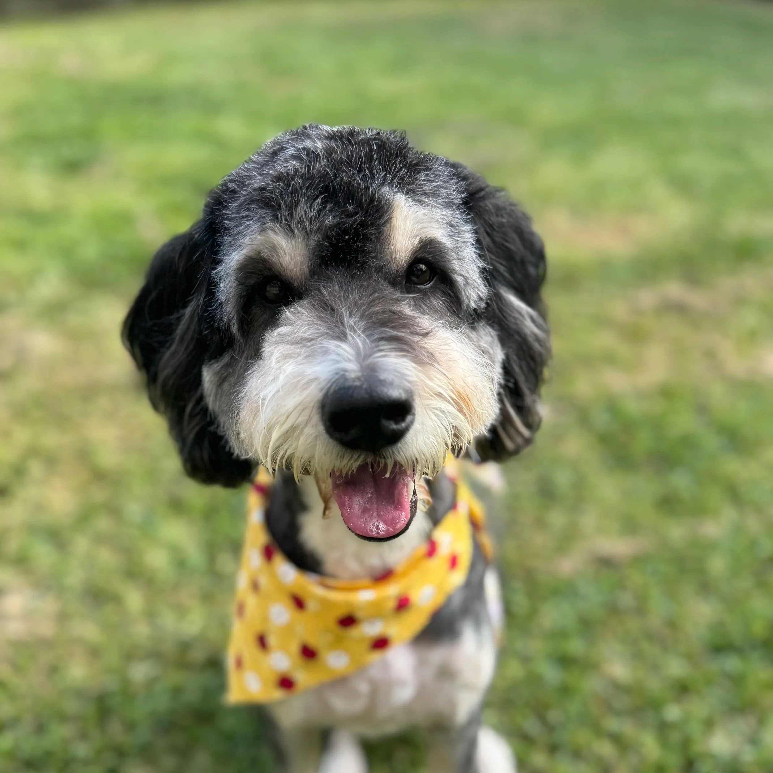 A cute black, white, and tan puppy with a plaid bow on its head and a pink decorative bandana, sitting on a wooden pathway surrounded by vibrant pink tulips in a flower garden.