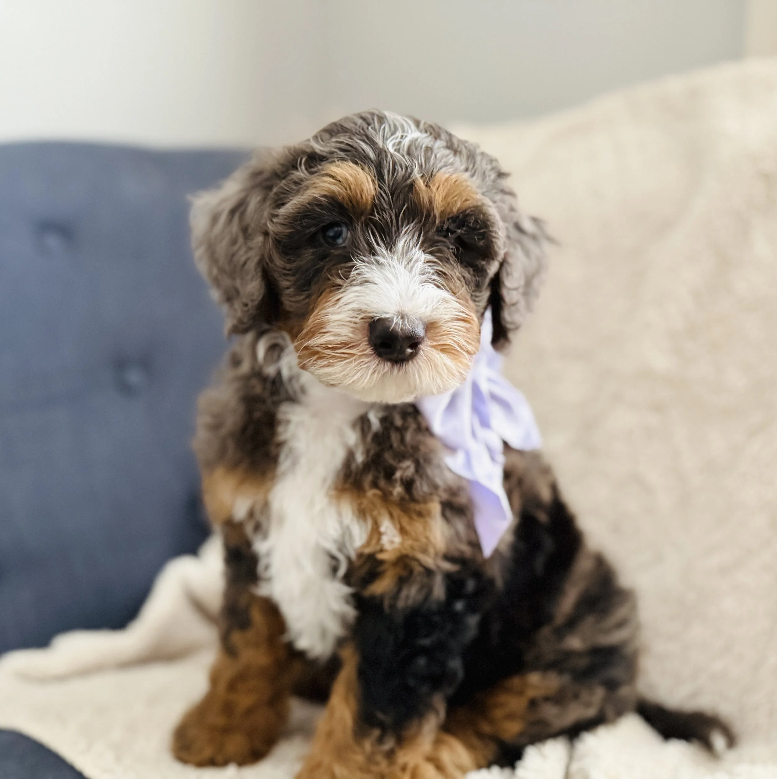 Close-up of a small, curly-haired puppy with brown, black, and white fur, sitting on a soft surface.