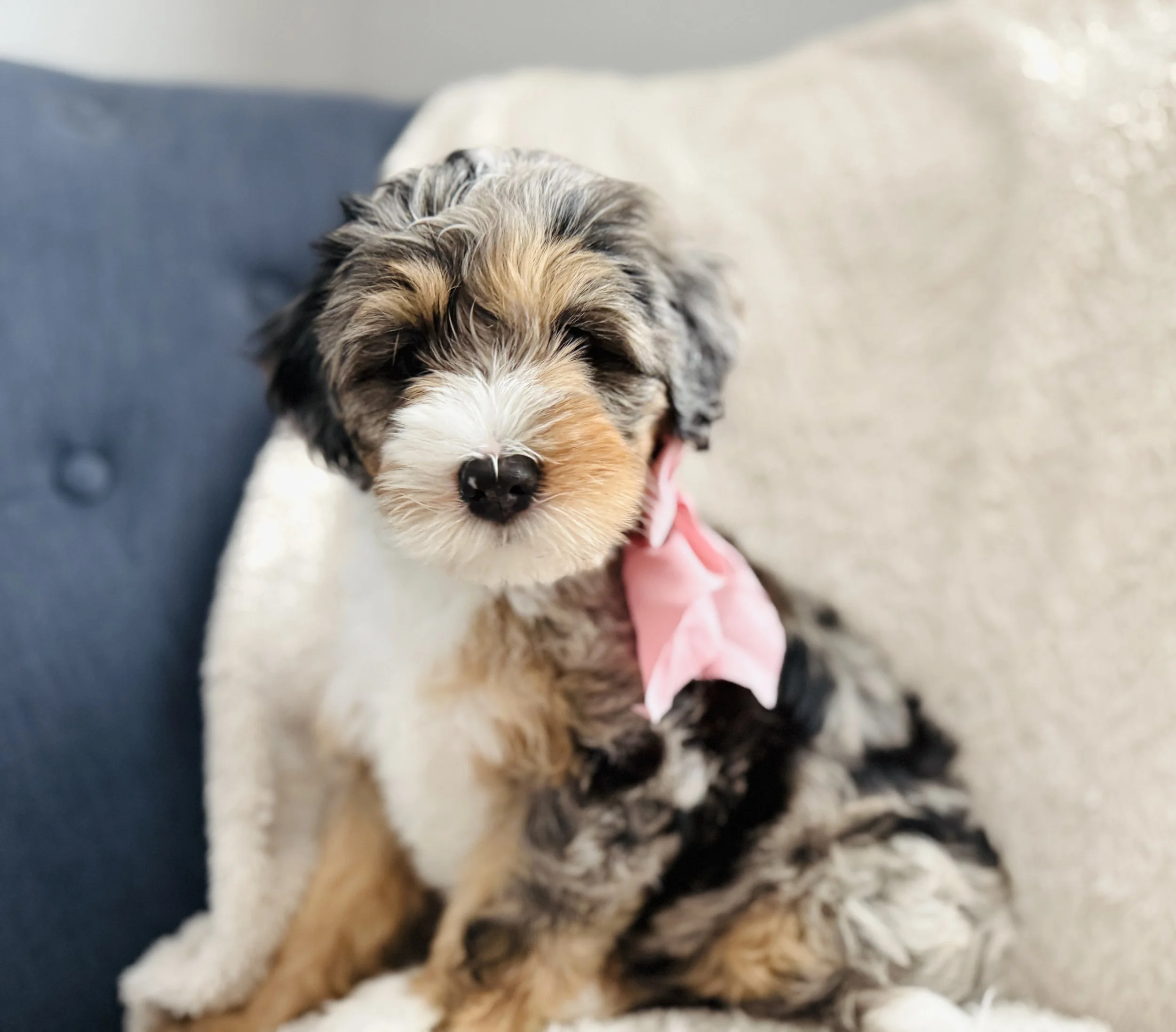 Tri-color blue merle Bernedoodle puppy