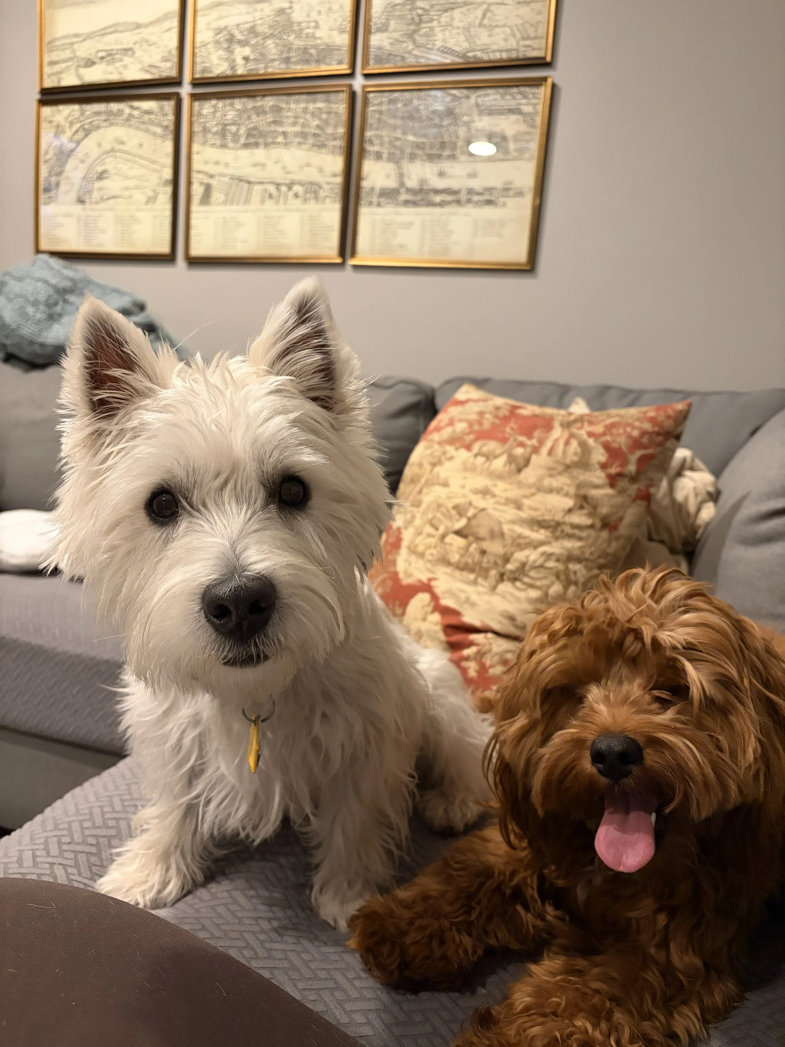 Two dogs, one white and one brown, sitting on a gray couch in a living room, with framed artwork on the wall behind them. The white dog is looking at the camera, and the brown dog is panting with its tongue out.