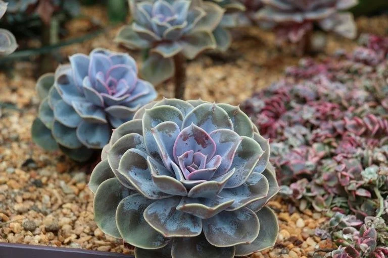 How to Propagate, Plant &amp; Grow Succulents for Beginners