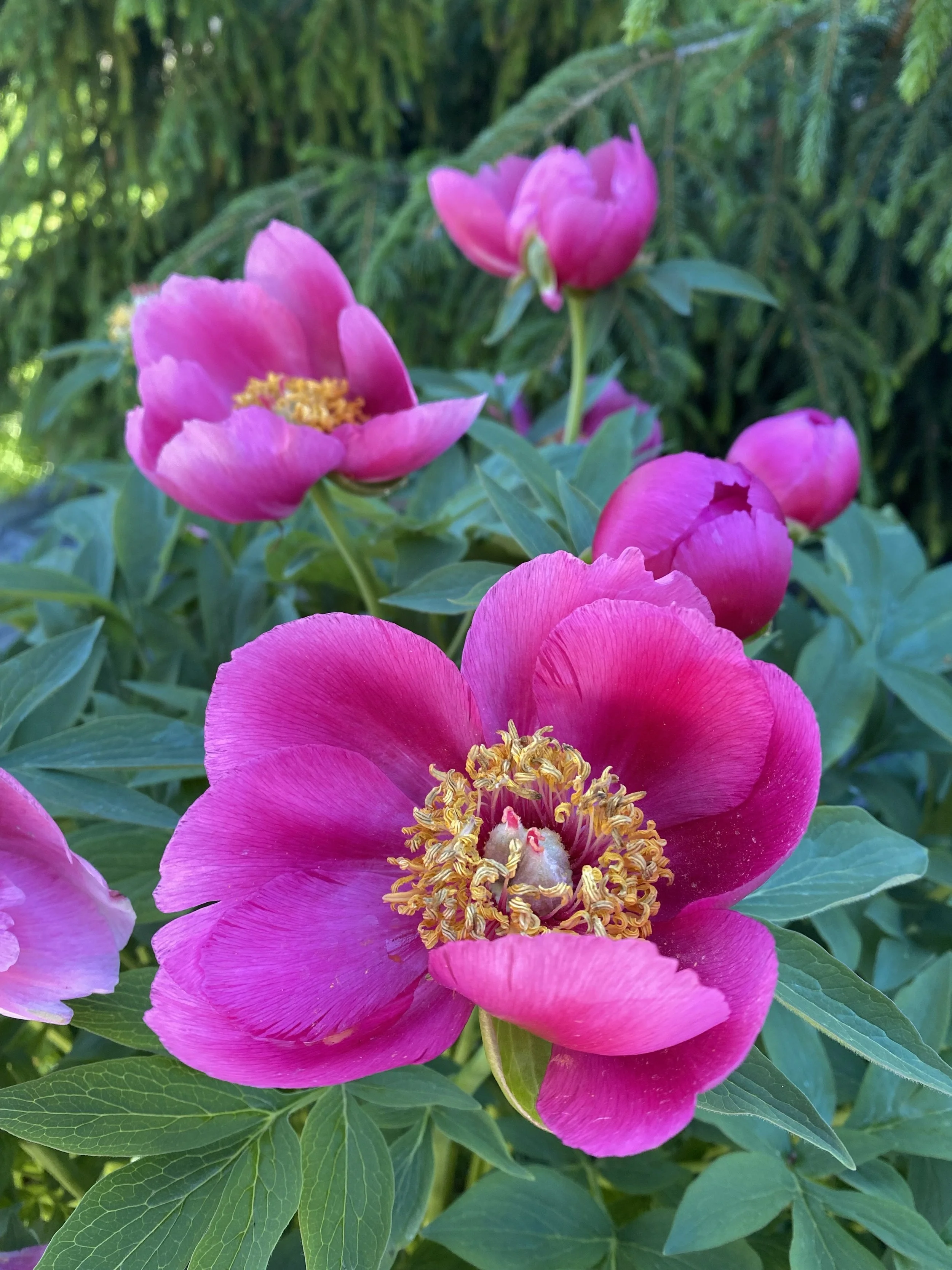 Guided Garden Tours