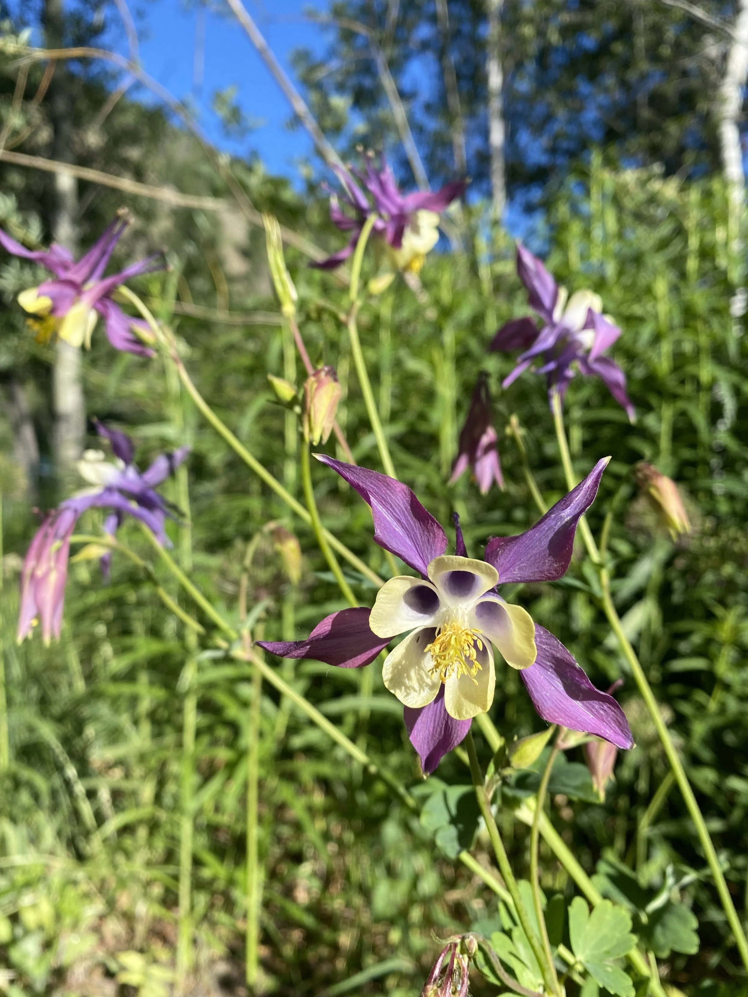 Guided Garden Tours