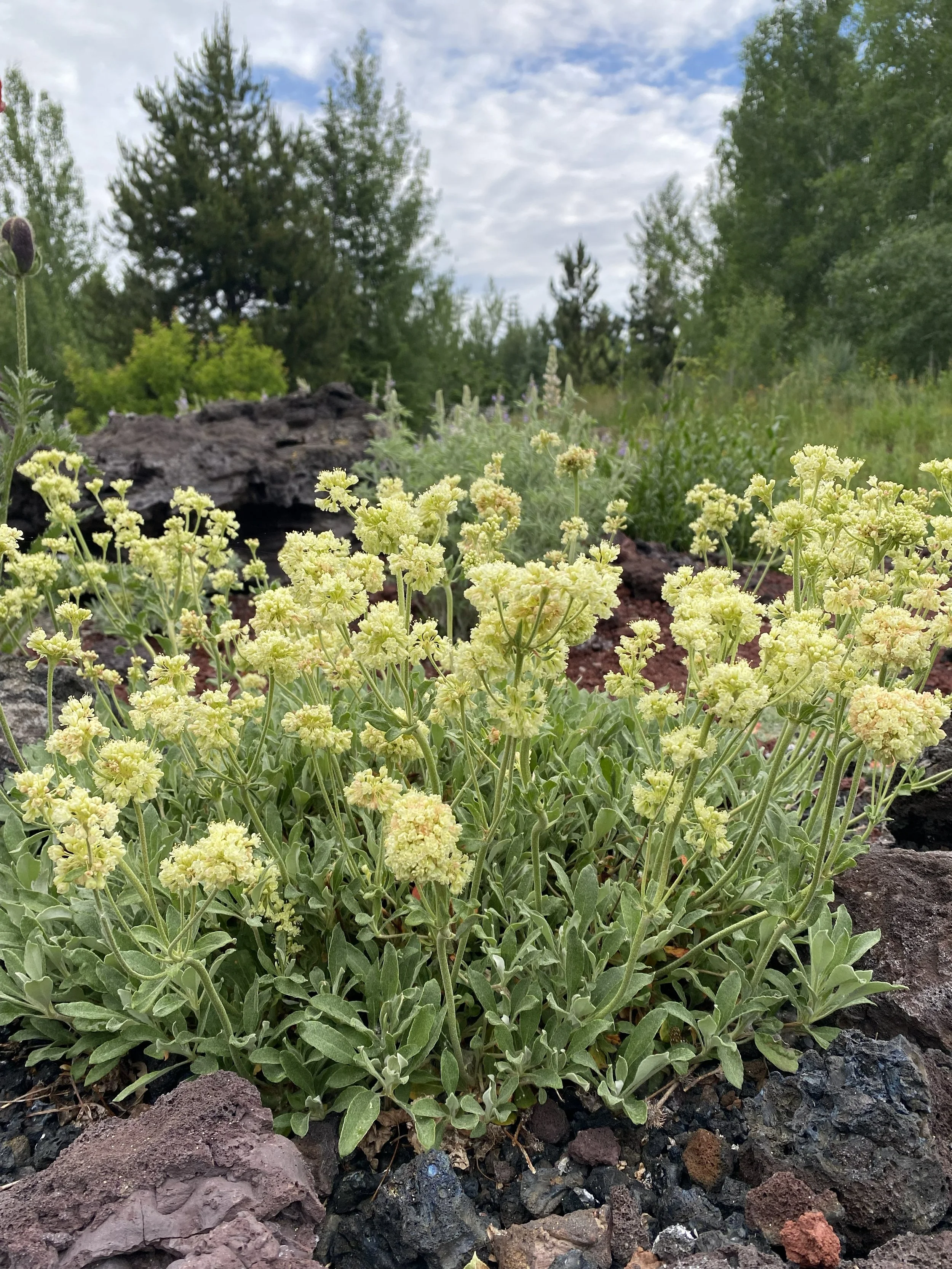 Guided Garden Tours