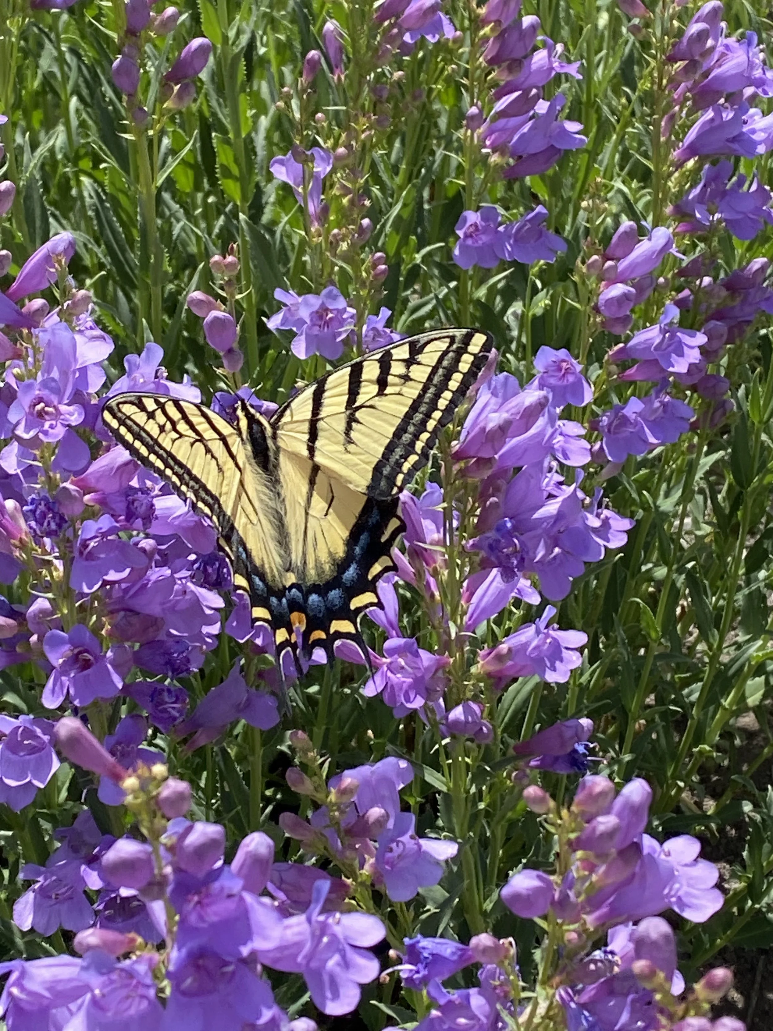 Guided Garden Tours