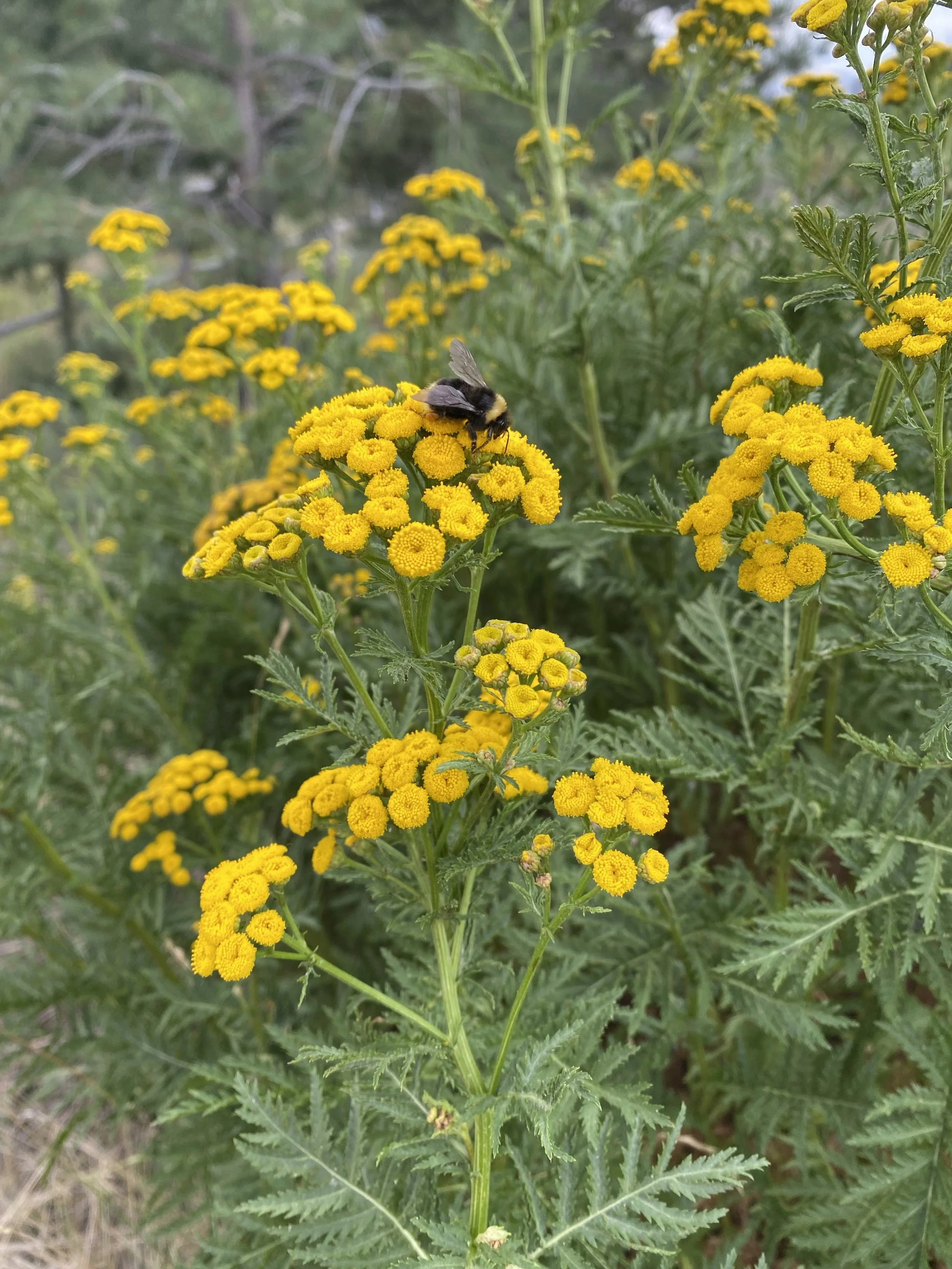 Guided Garden Tours
