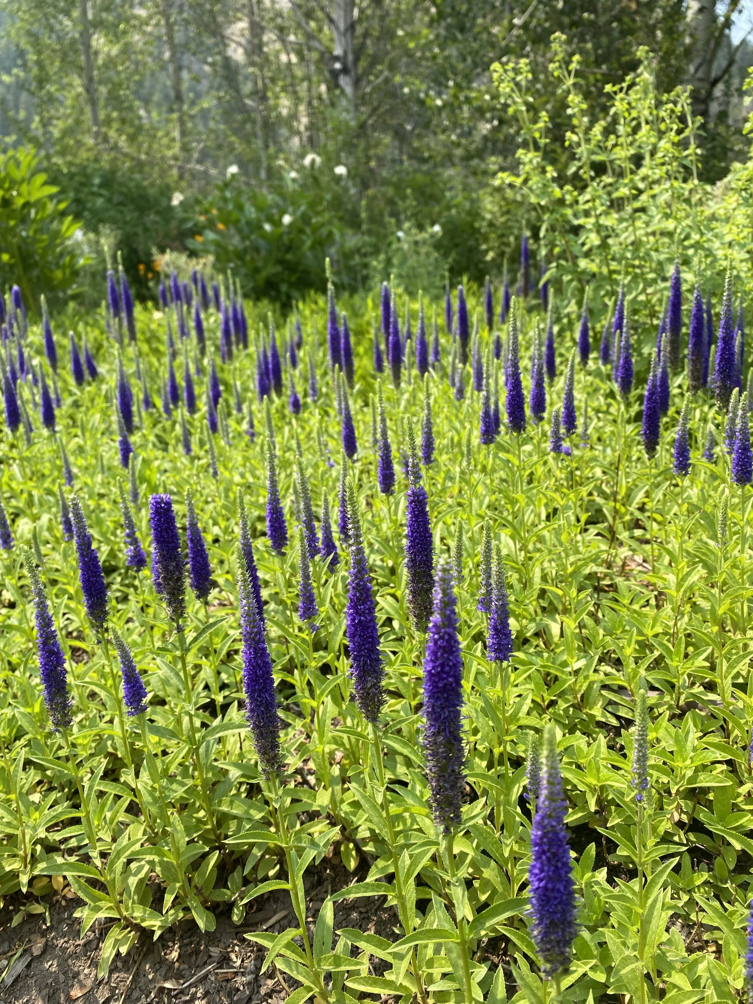 Guided Garden Tours