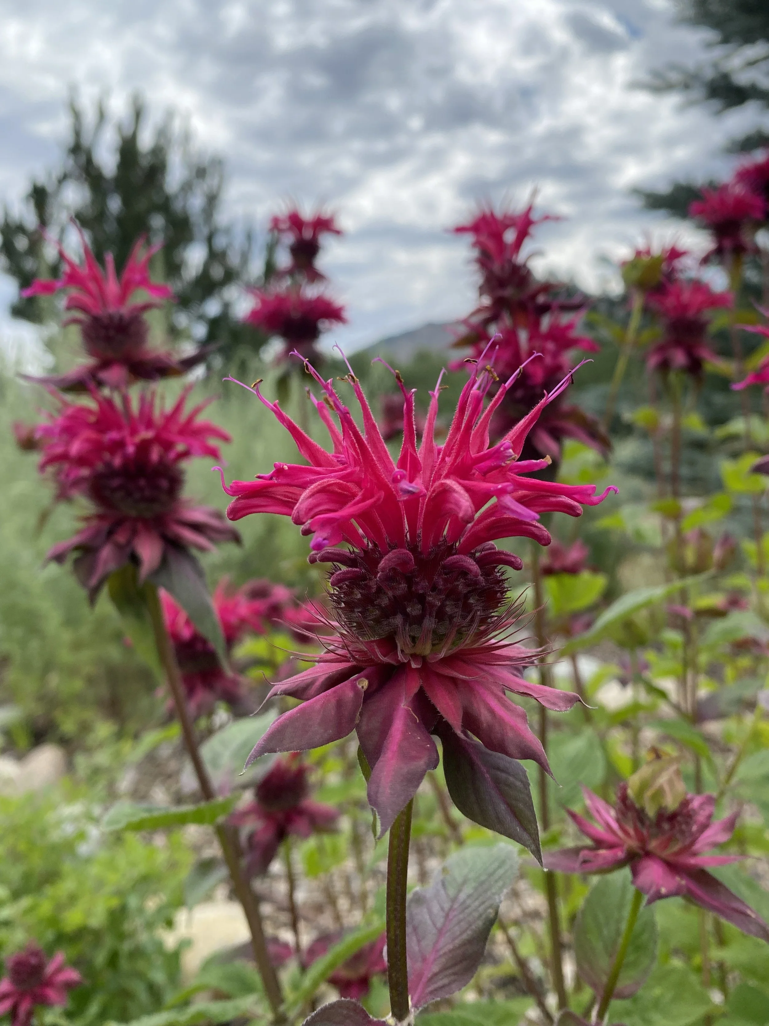 Guided Garden Tours