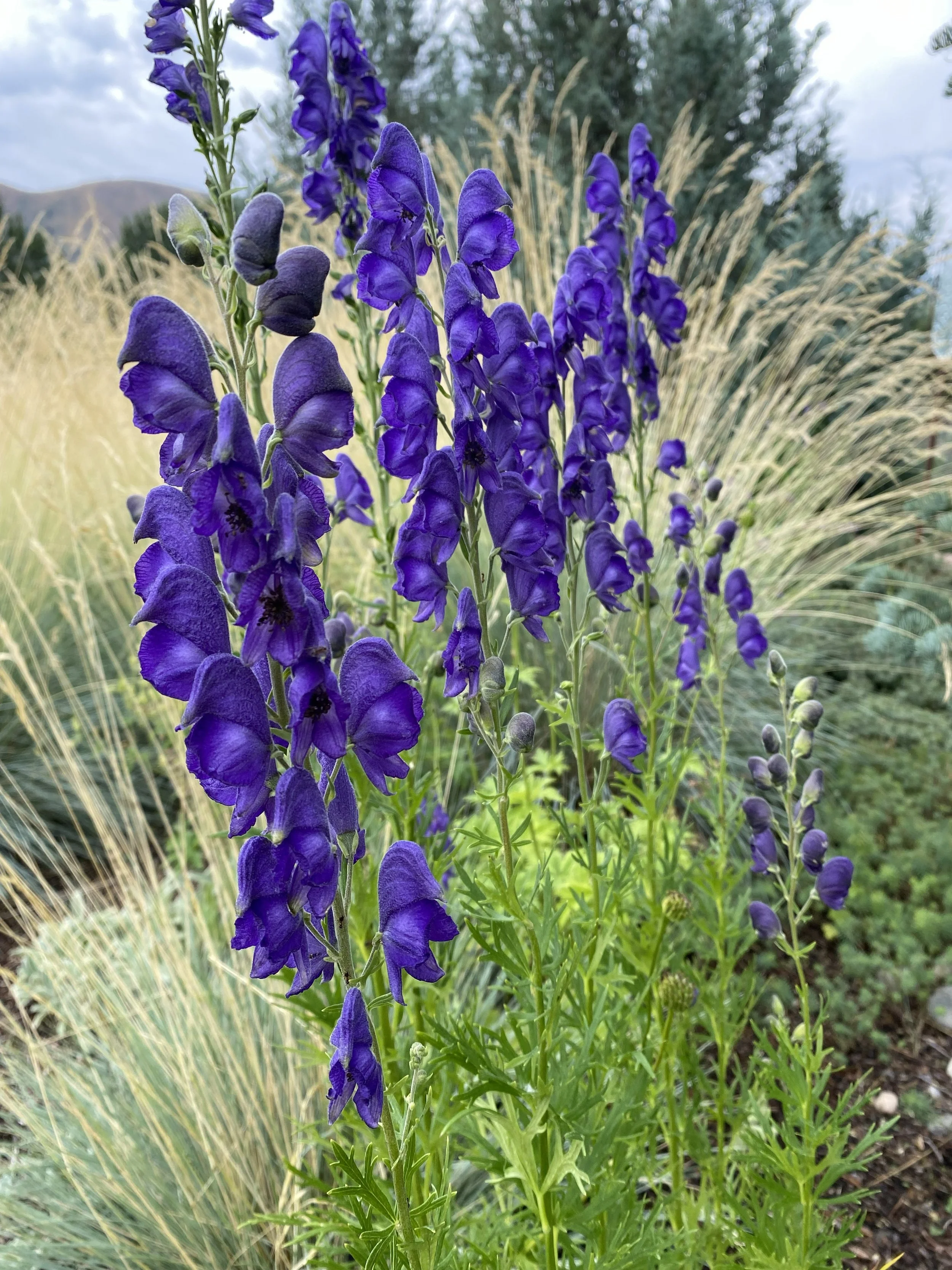 Guided Garden Tours