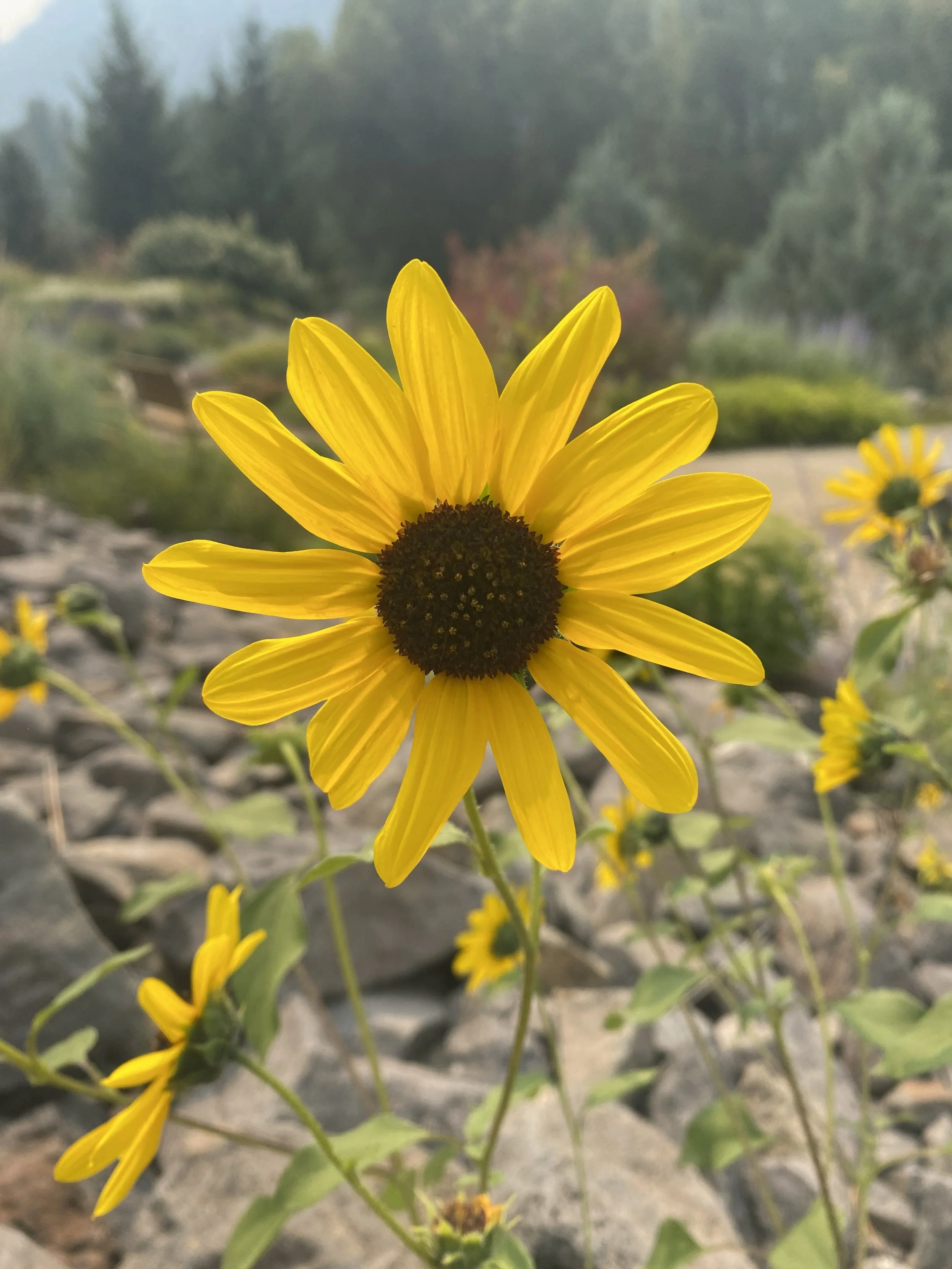 Guided Garden Tours
