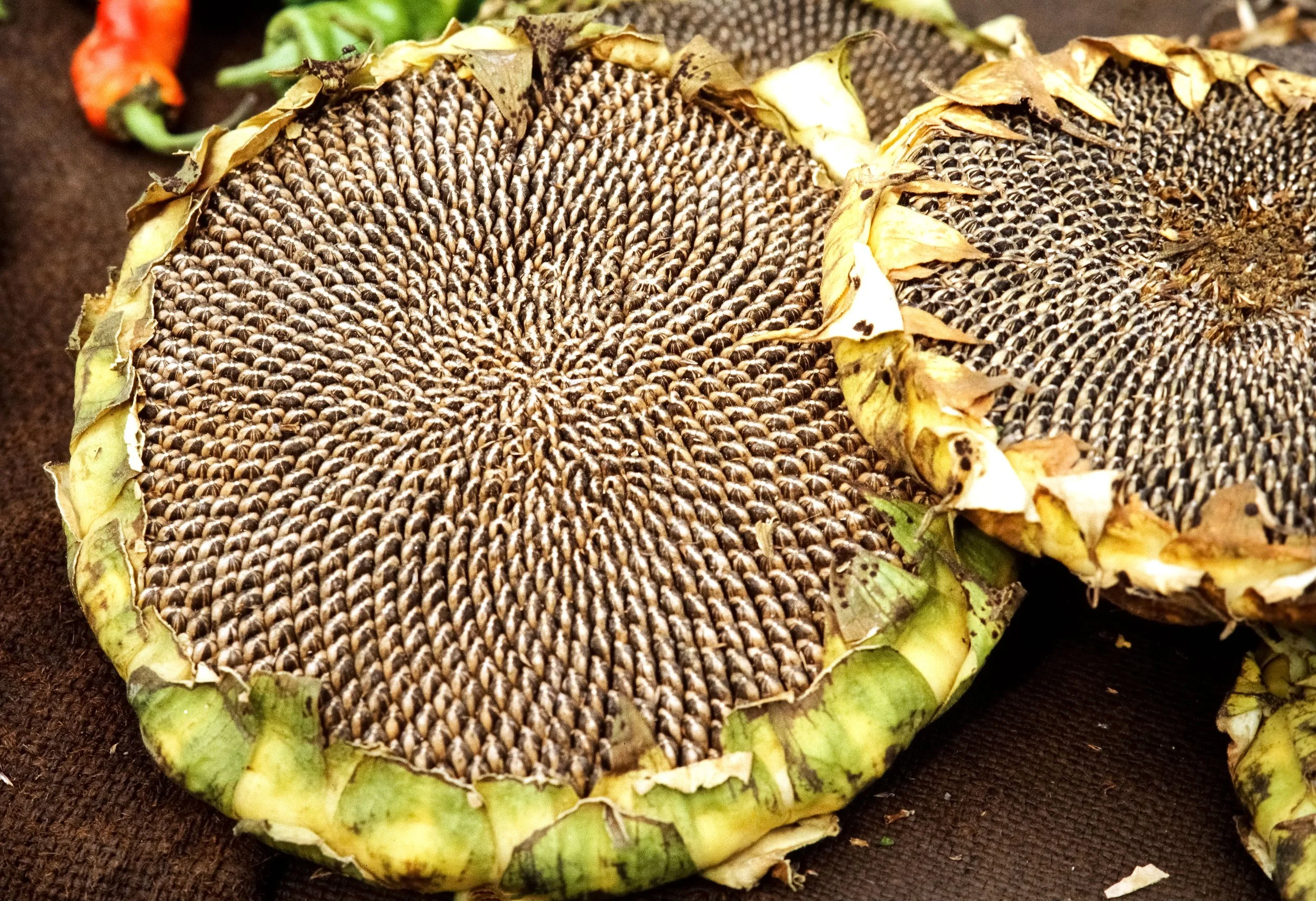 Seed Saving 101