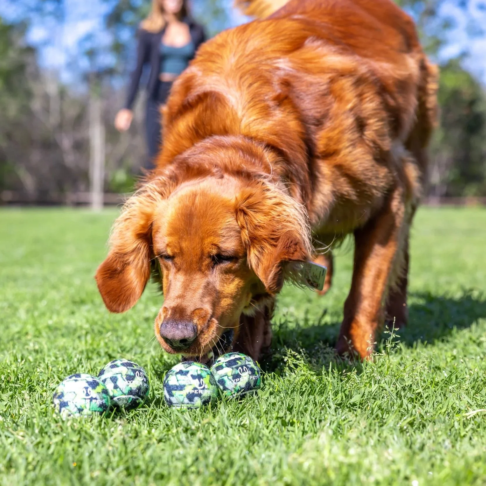 DOG TOYS