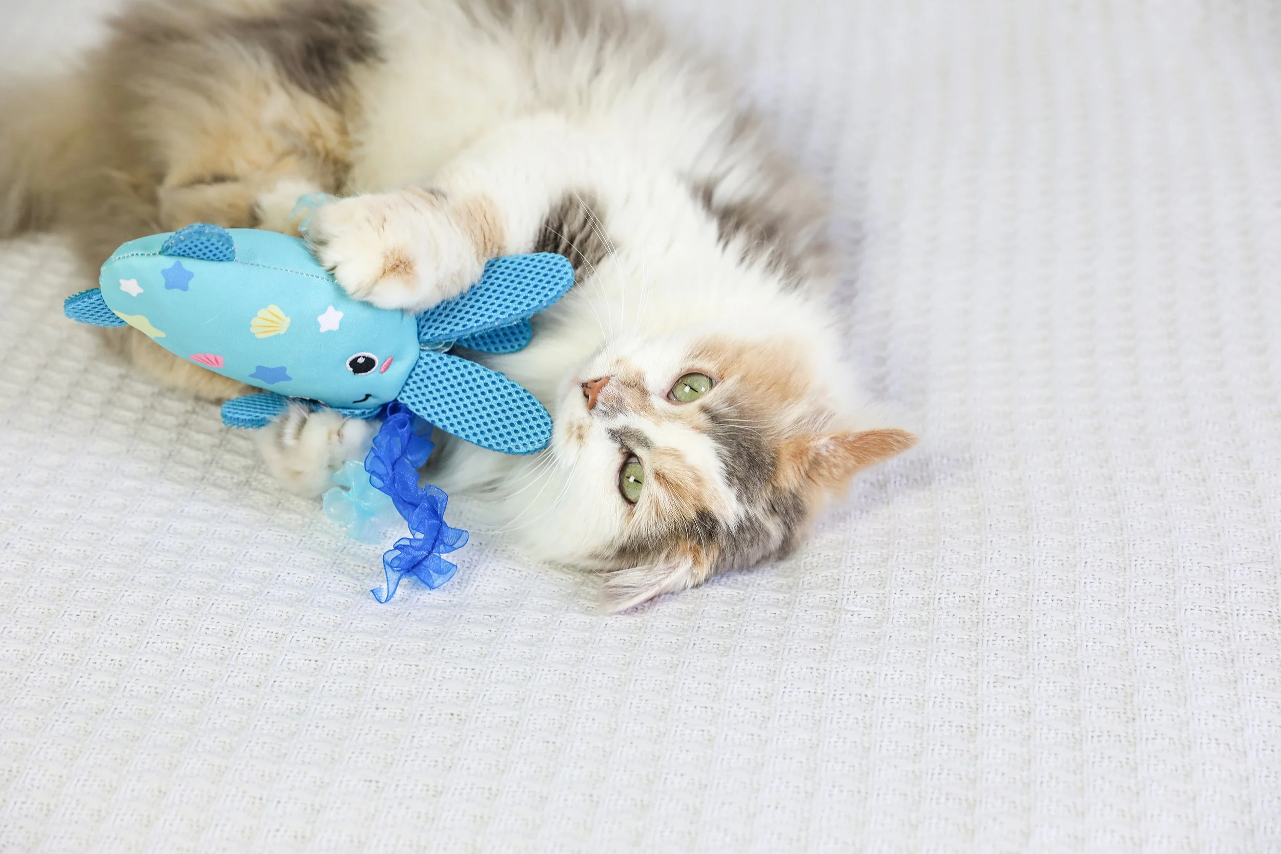 17356_QK_OceanCool_Octopurr_Kicker_Life_03.jpg