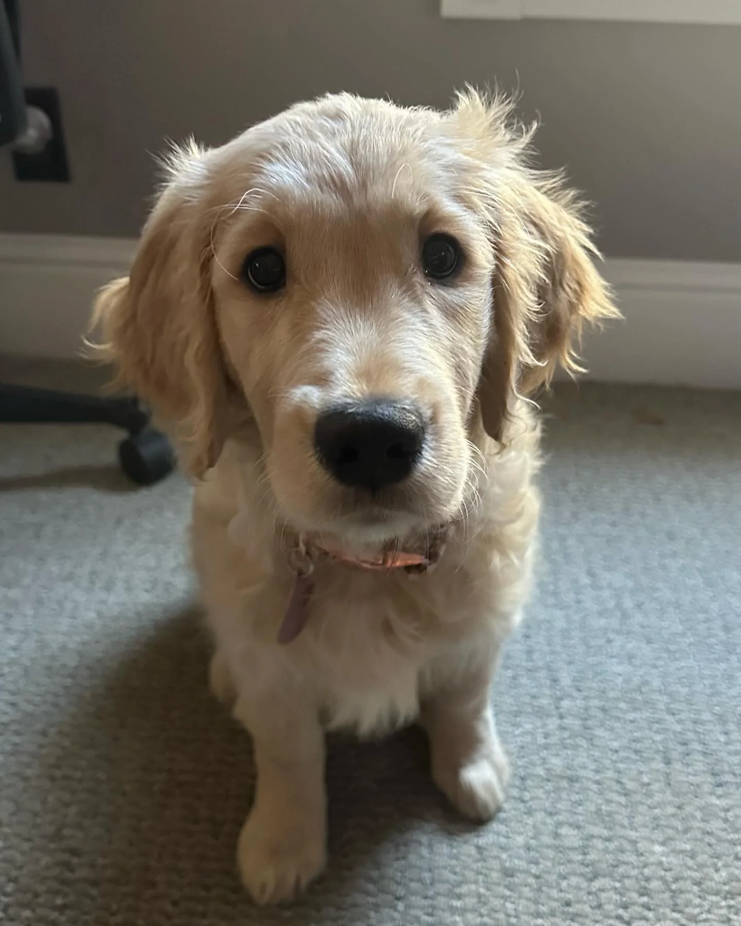 Here&rsquo;s a puppy

Ok now let&rsquo;s talk about #healthcare @downtownsac 

@dsasac is hosting a screening of HEALING US this Friday, Jan 12th. 

Director @kenny_b_film and Editor @maddypurves will both be there.

@calnurses @calcarenow @singlemin