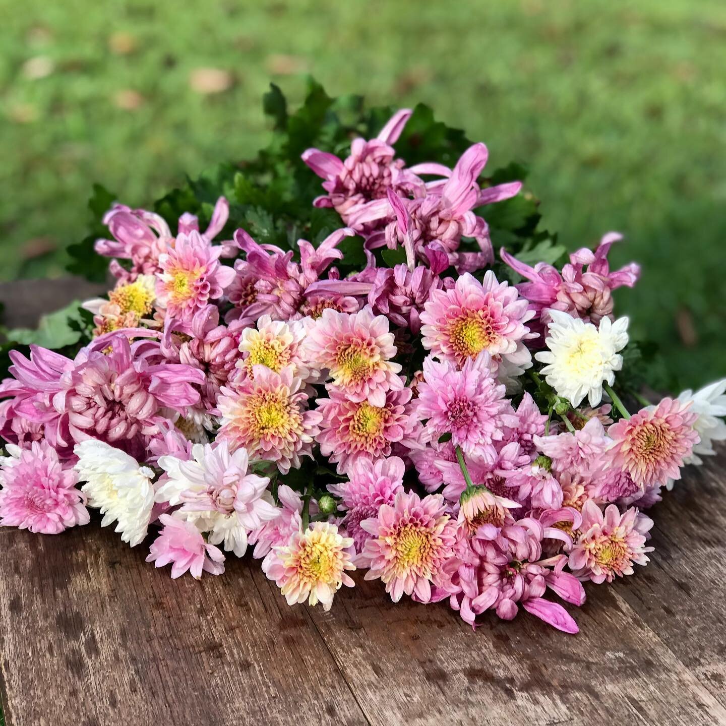 My chrysanthemums are starting to flower. Right on time for Mother&rsquo;s Day.

I&rsquo;m often asked &lsquo;What is my favourite flower?&rsquo; and my answer is always &lsquo;Chrysanthemums&rsquo;. 

I don&rsquo;t think people expect to hear that.
