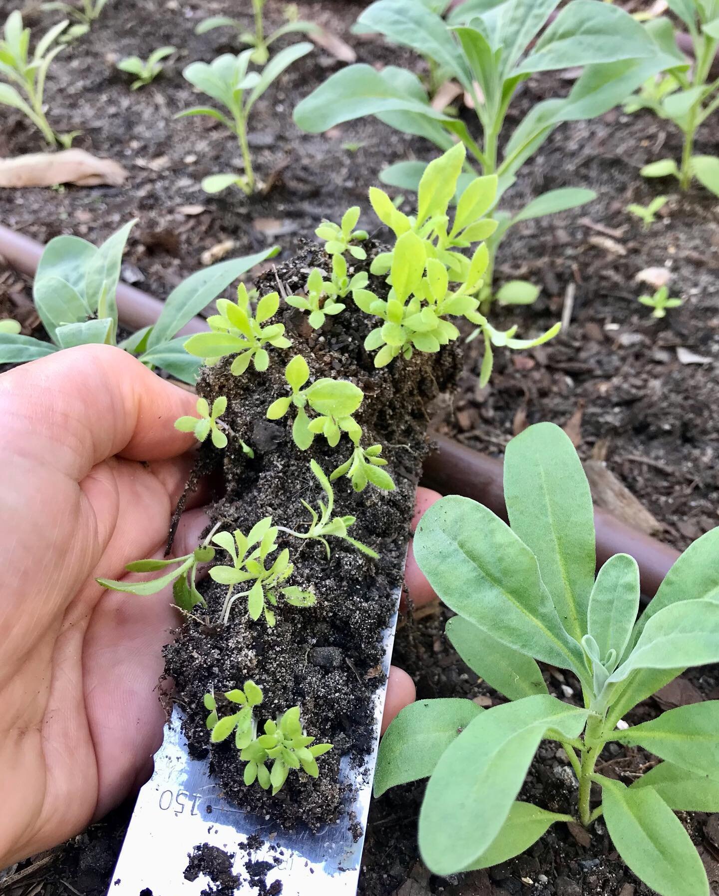 Transplanting strawflower, self seeded seedlings 🌱

Small yet significant.

The story&hellip;&hellip;. I&rsquo;ve been watching this growing bed closely for a while. At the end of last season I sprinkled heaps of mature, dried, strawflower heads ful