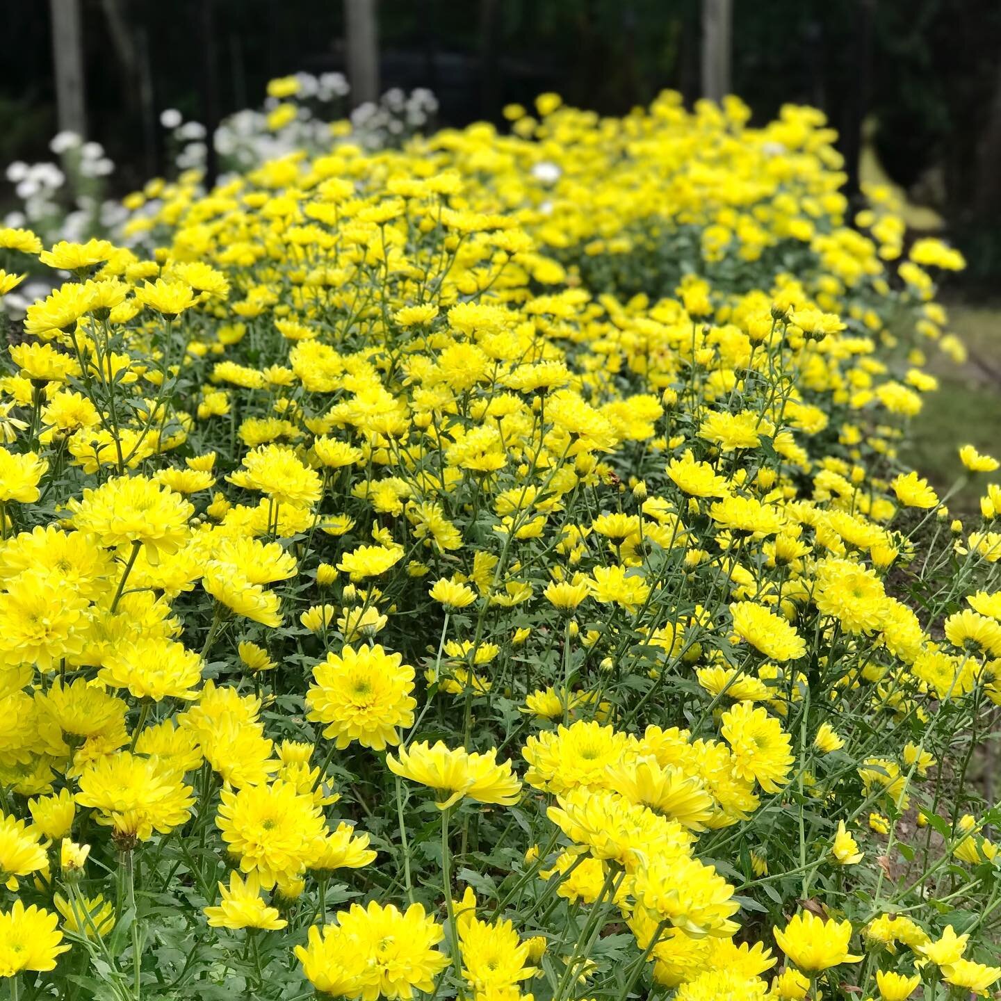 I&rsquo;m on the final push towards Mother&rsquo;s Day weekend 💫

One final harvest of the yellow chrysanthemum bed late this afternoon. Deliveries scheduled for tomorrow, and I&rsquo;m calling it done for 2023.

Thank you once again to all of my ve