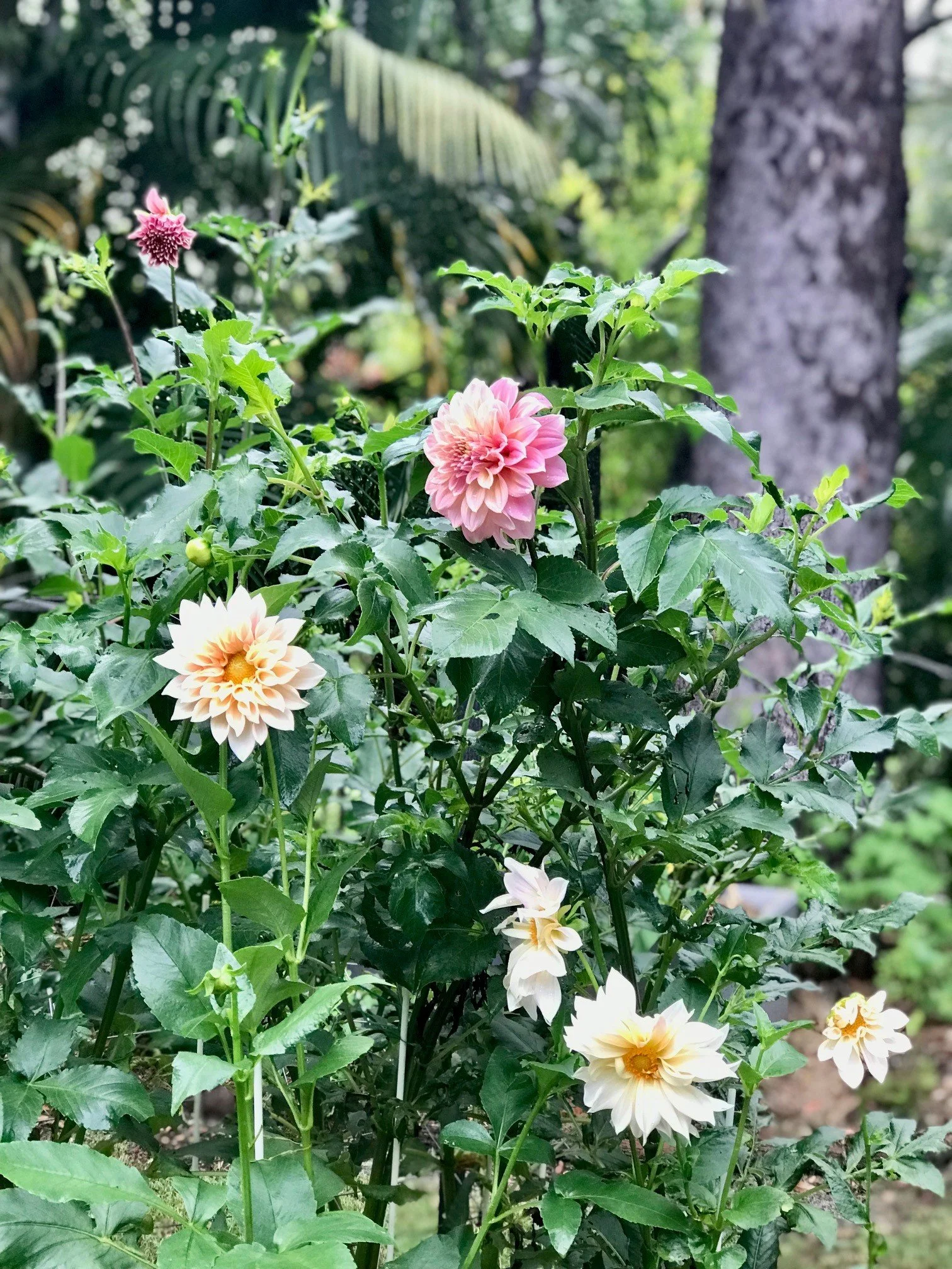 Dahlia's Growing.jpg