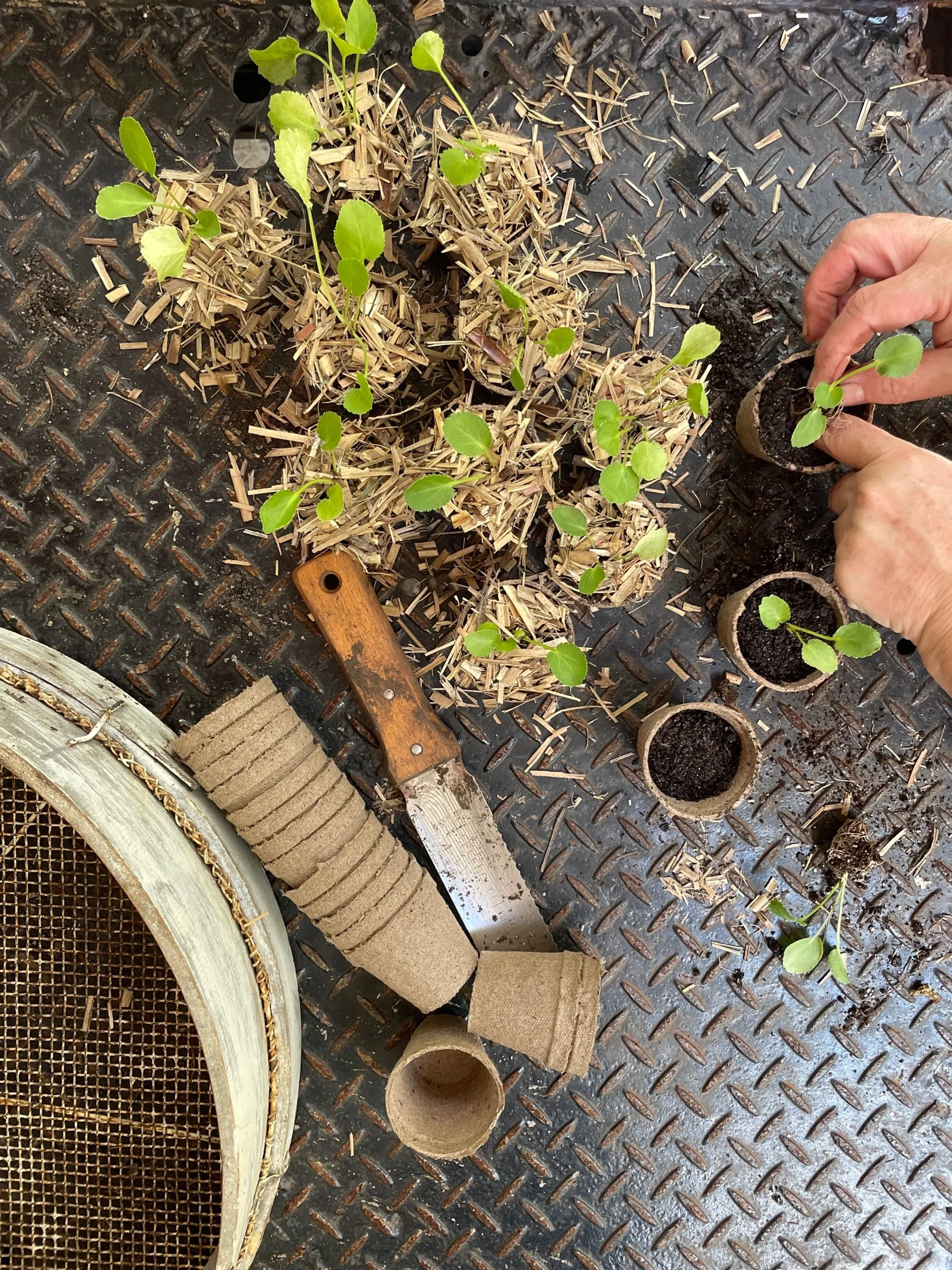 Potting up seedlings.jpg