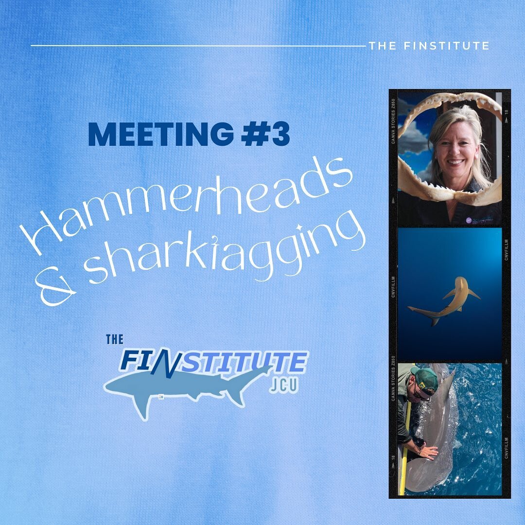 Meeting #3 tomorrow same place, same time:)
.
Come hear a special video presentation from Dr.
Mikki McComb-Kobza on her research with #hammerheads
.
Then we will have @nic.lubitz teach us a bit
about shark tagging and how tracking studies
can be used