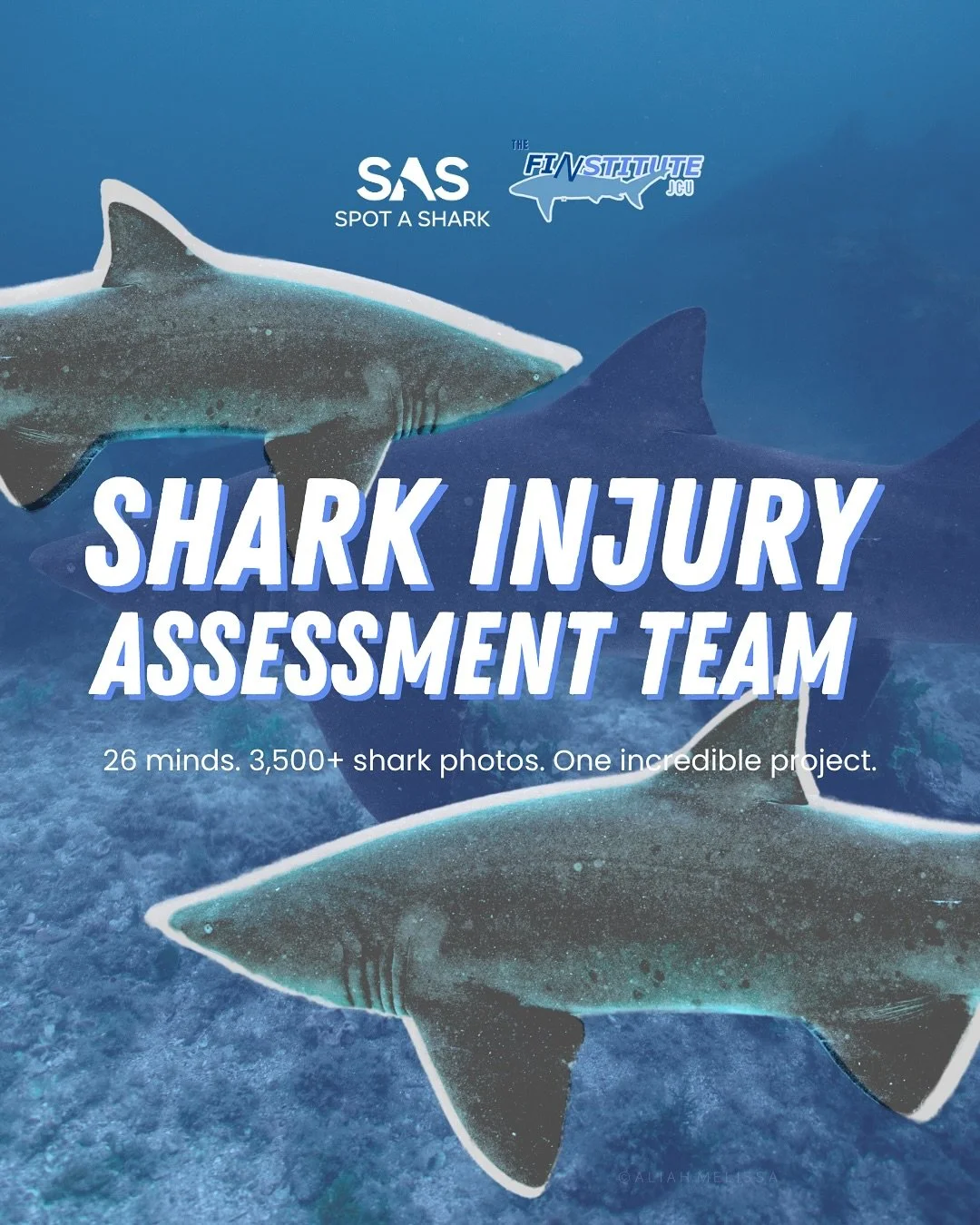 26 minds. 3,500+ shark photos. One incredible project.

Over the past two weeks, The FINstitute&rsquo;s Shark Injury Assessment Team&mdash;made up of 26 passionate volunteers&mdash;worked through thousands of Grey Nurse Shark photos to help identify 