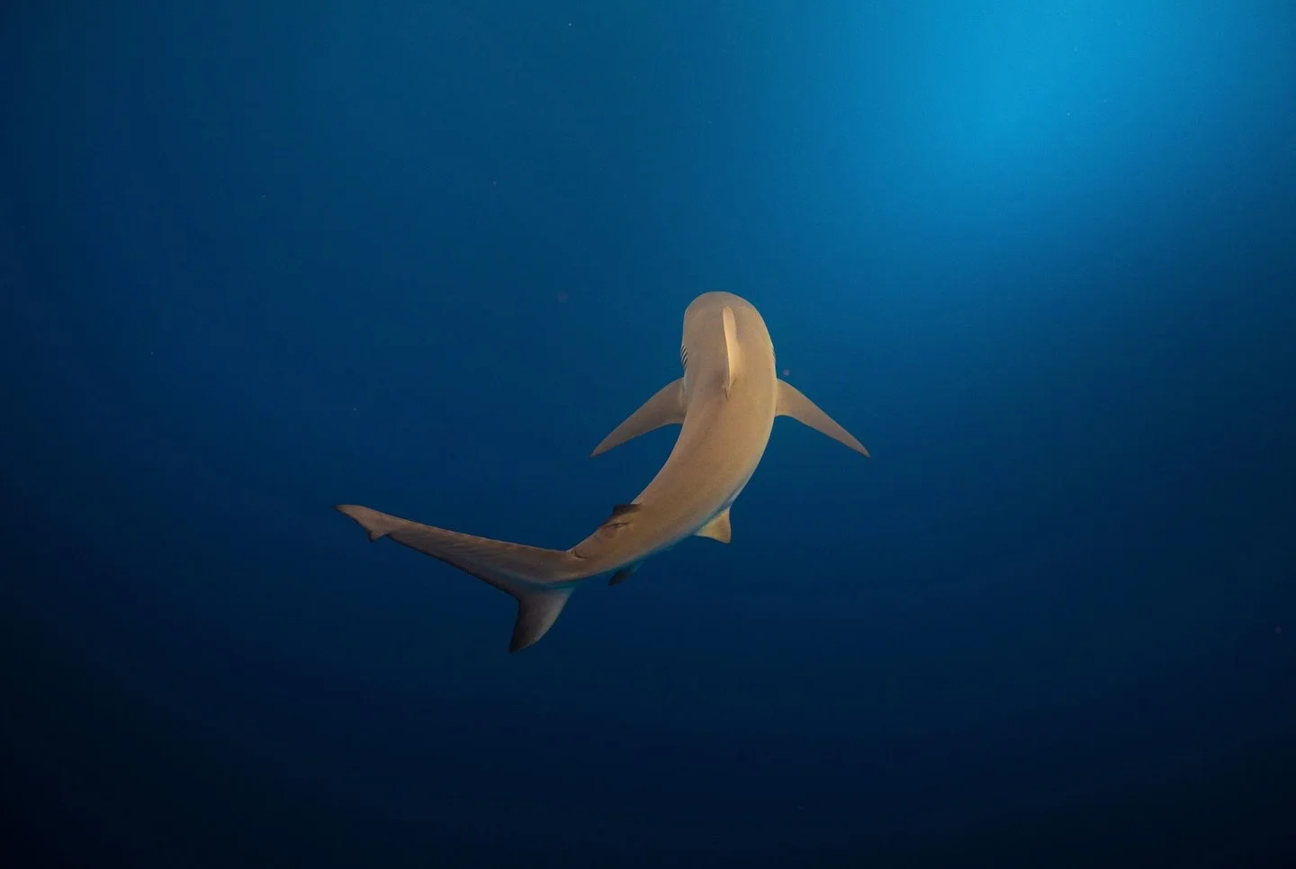 Tomorrow is the day, shark lovers! 

🏫 12pm - 3pm: join us at the library lawns for MARKET DAY where you can purchase memberships and learn about who we are as a club. We have limited supply of merch available as well!! 

🍿6 pm: meet us at CENTRAL 