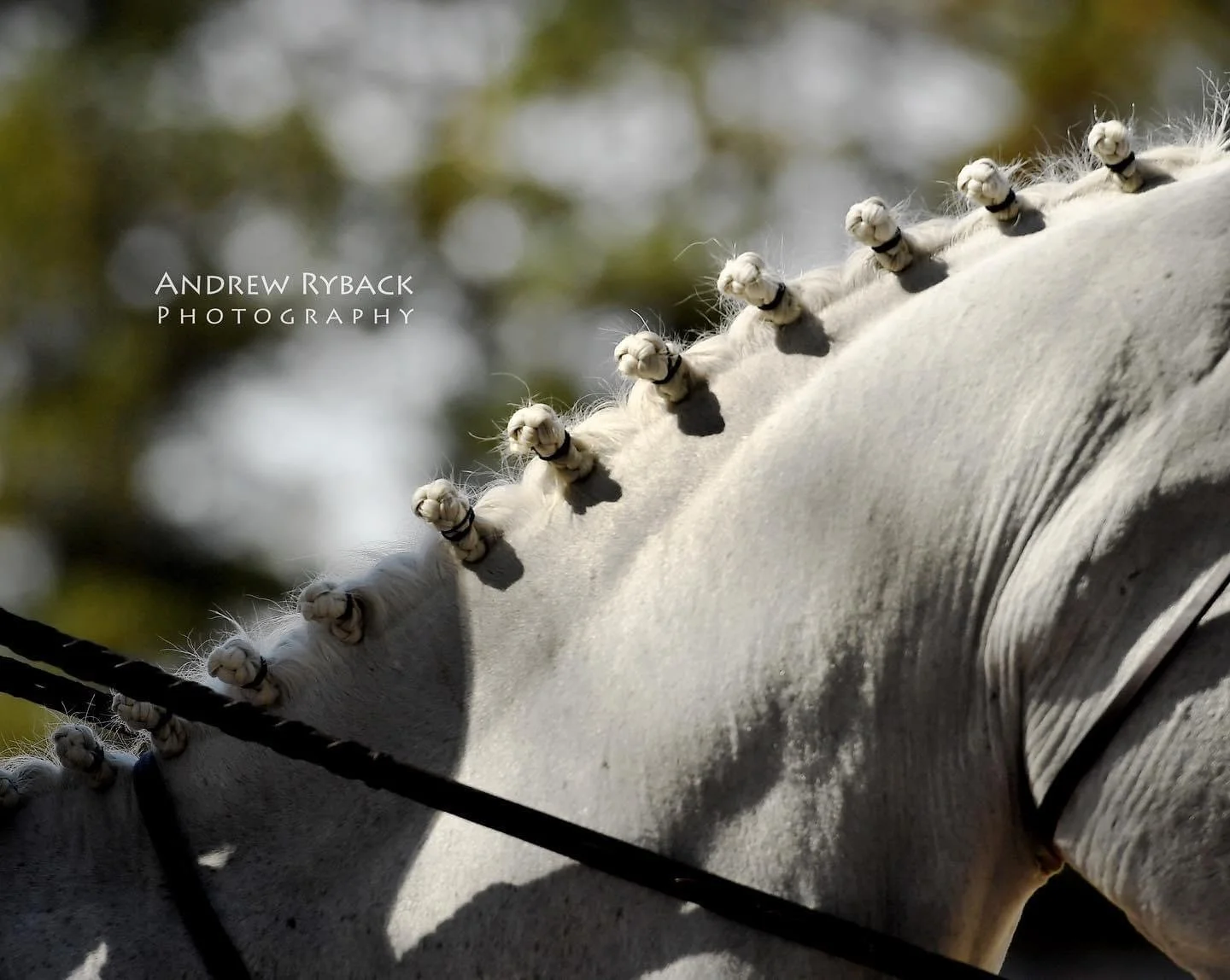 Ledges Sporting Horses | Roscoe, IL | c. Andrew Ryback Photography 2021