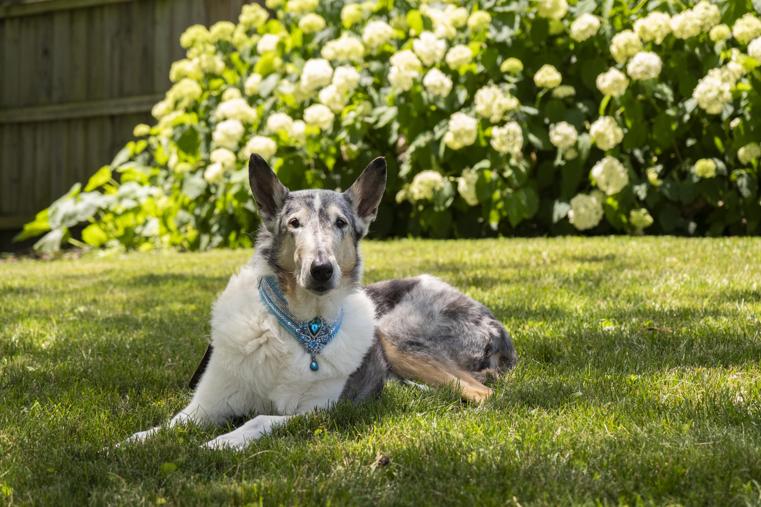 lily-sneak-003.jpg