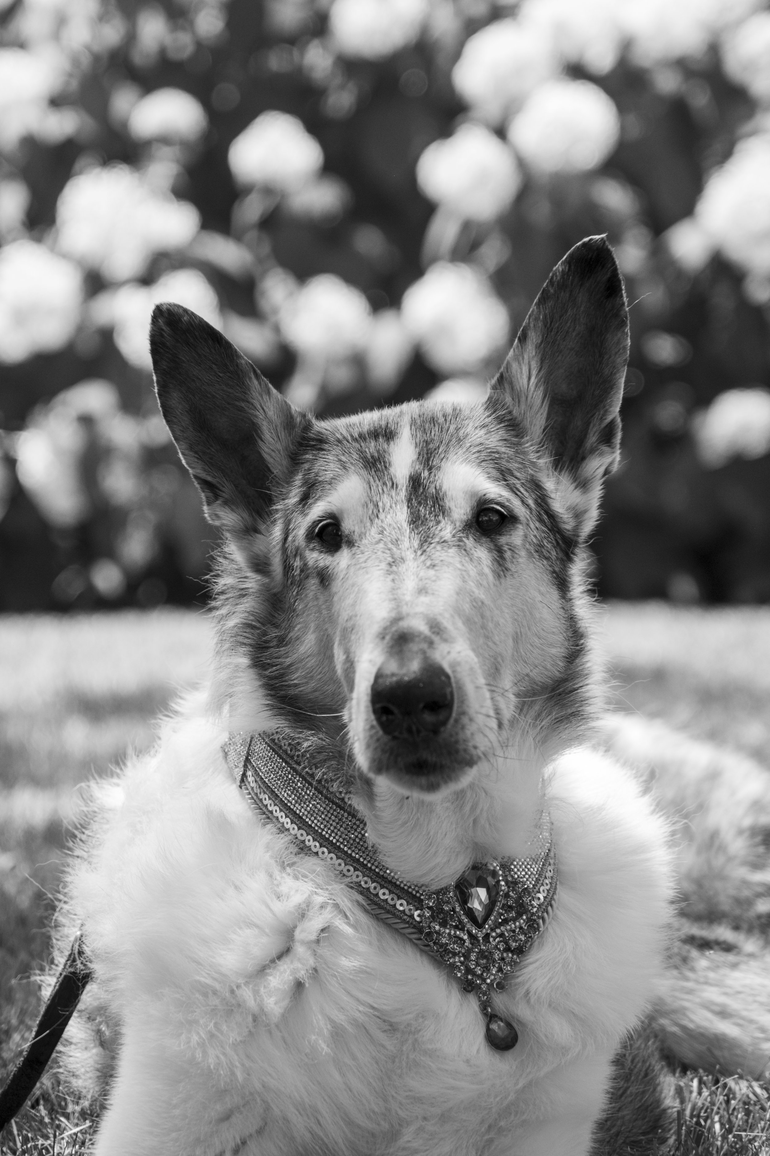 lily-sneak-005.jpg