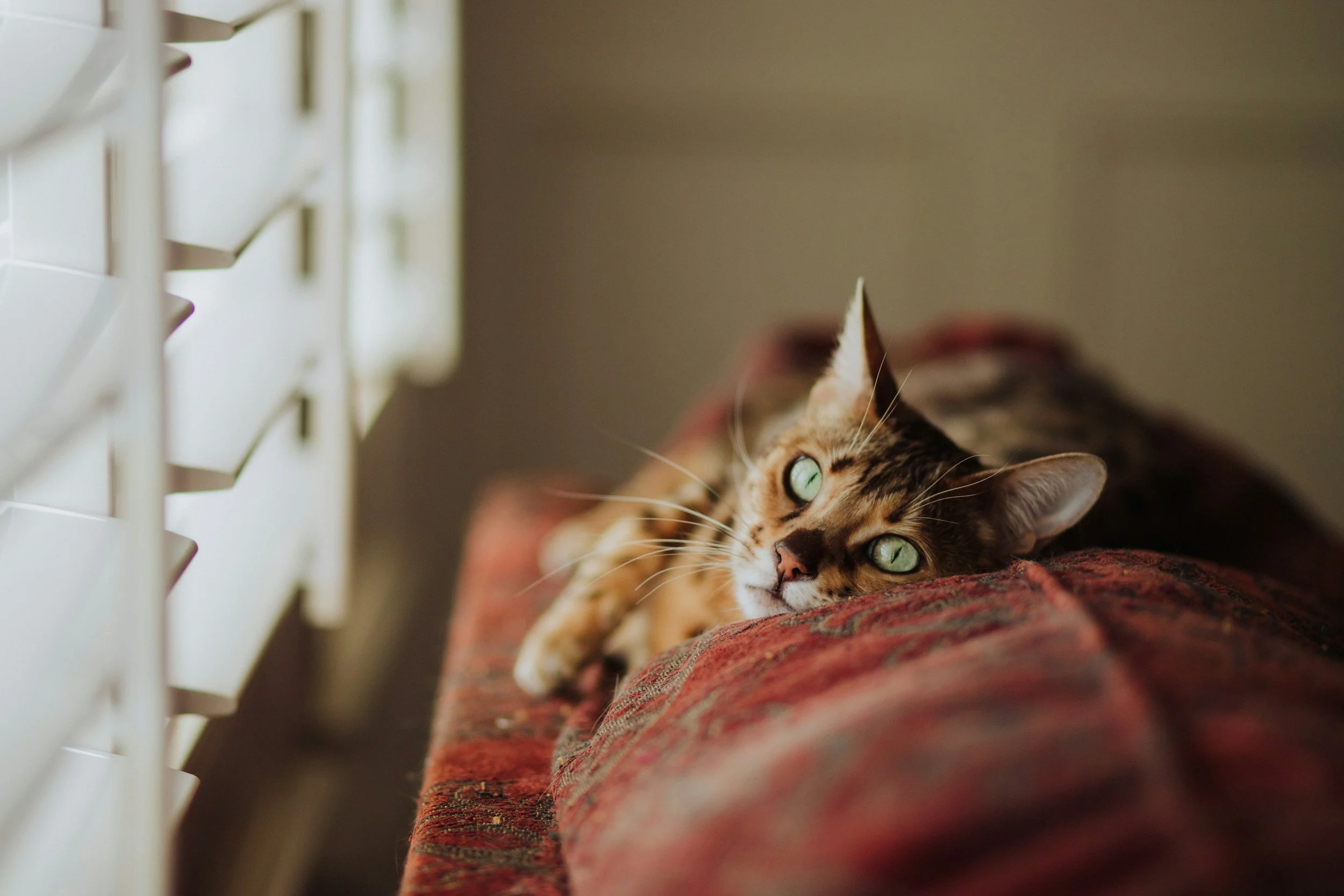 A tabby cat with green eyes is lying on a patterned sofa, looking at the camera.
