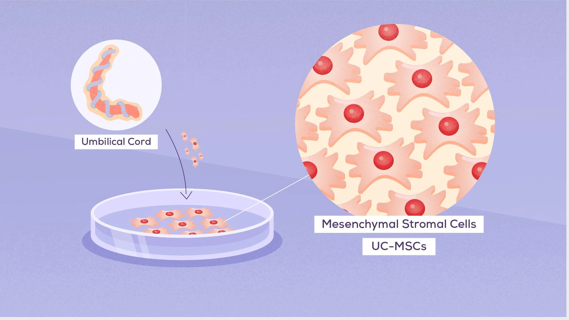 20_Cells_In_Dish_HD_001.jpg