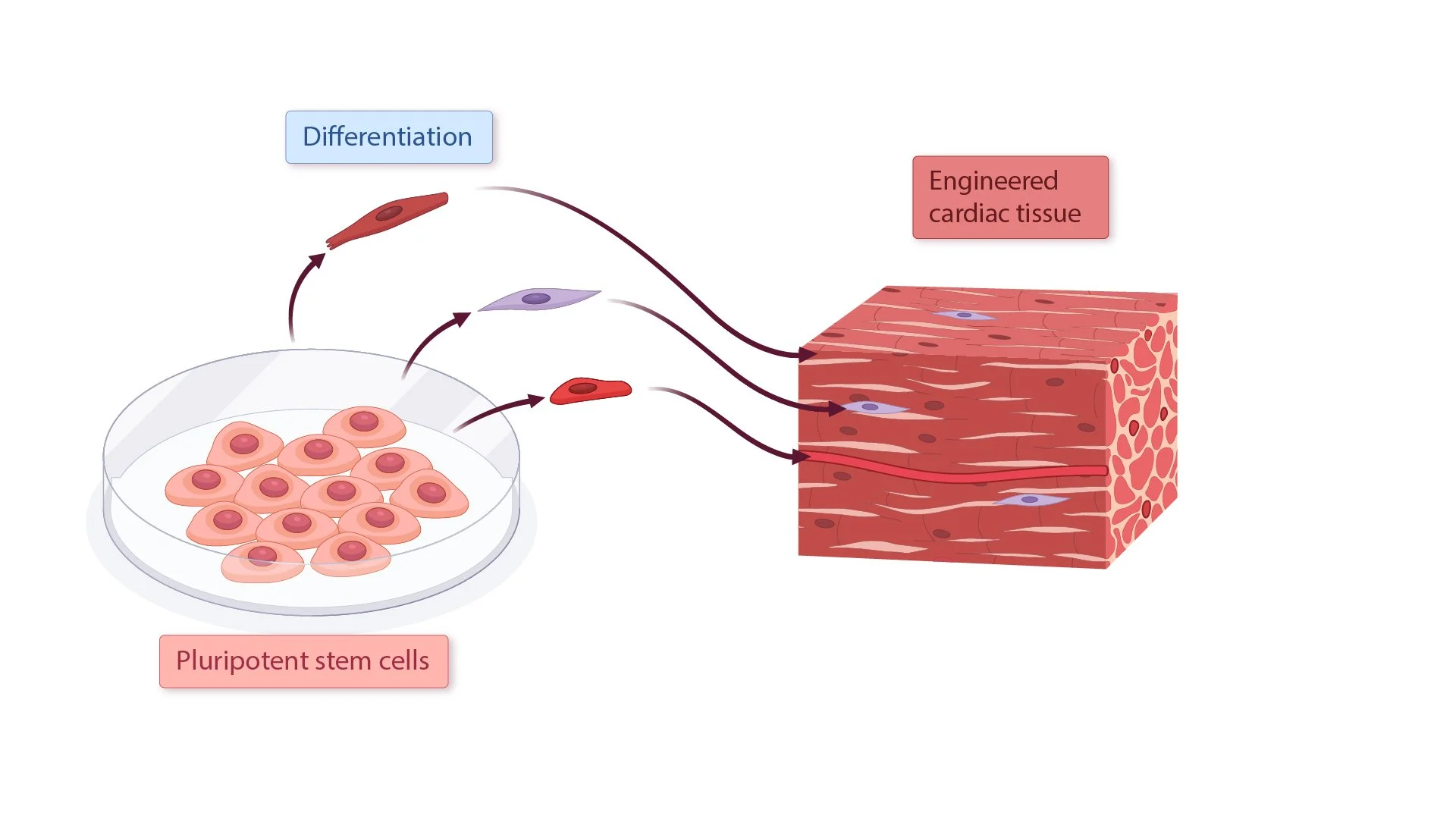 12_13_14_Blood_Work-03.jpg