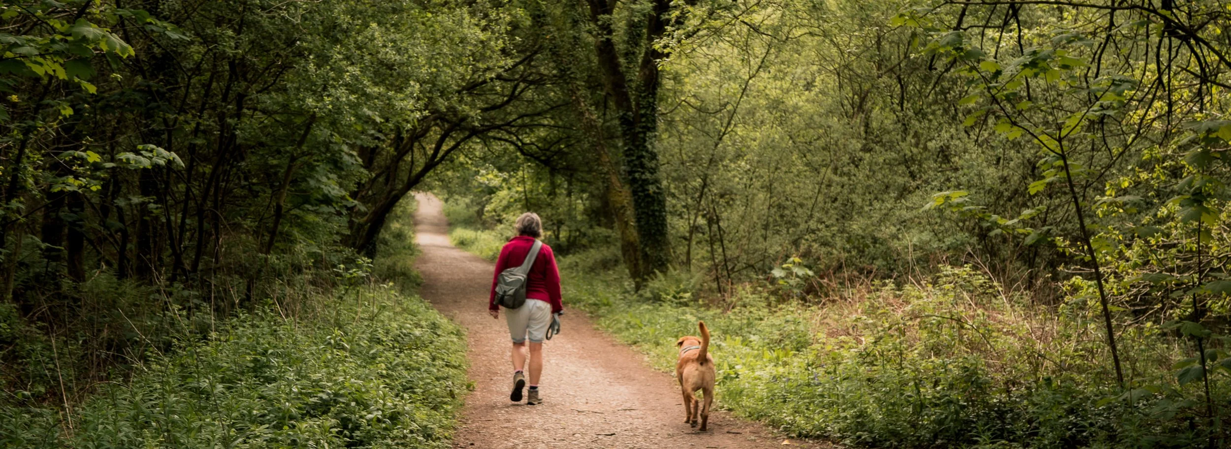 Bluebells, Bulbs, and Buttered Tea Cakes: A Hensol Wander